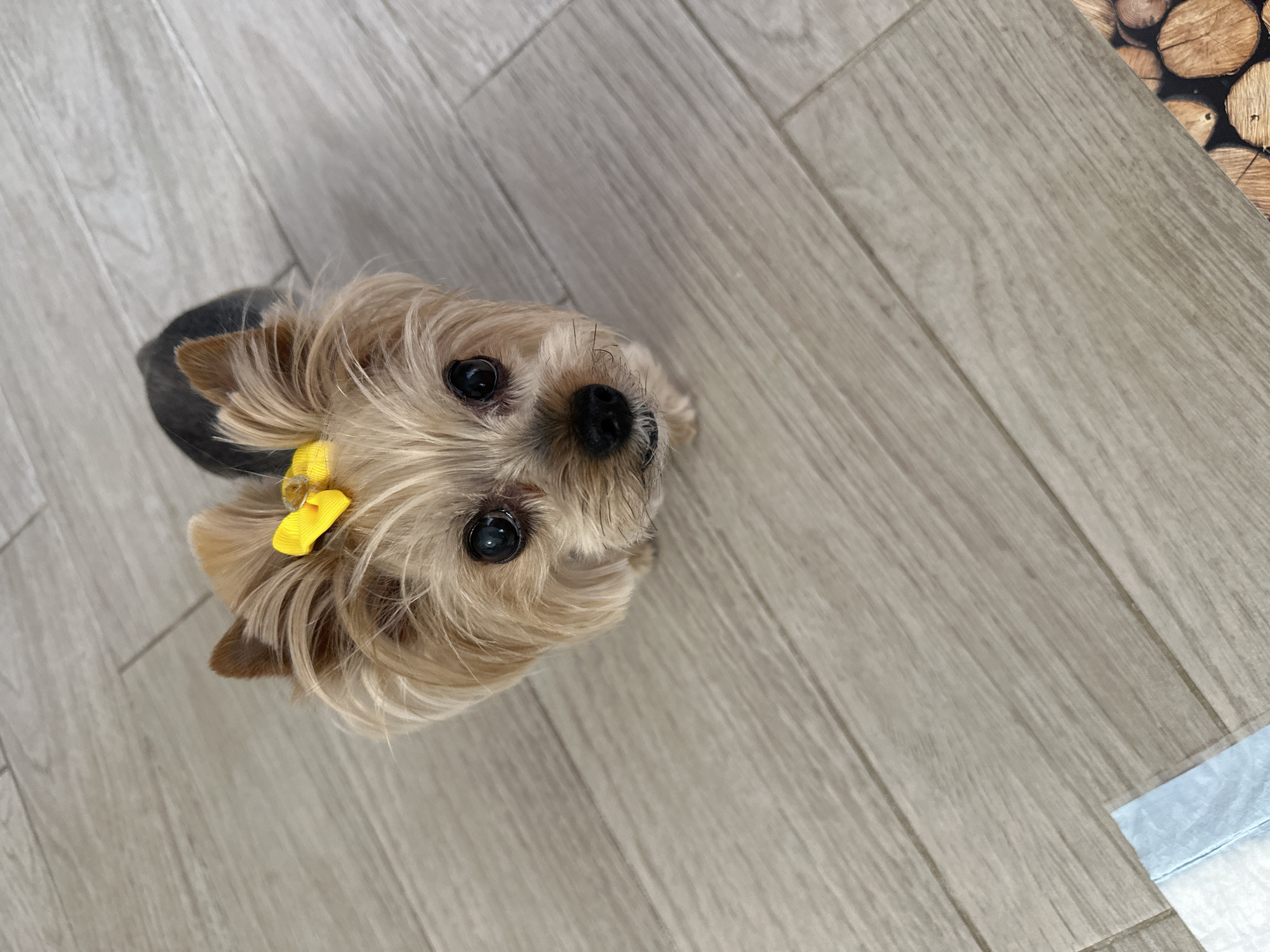 Yorkshire Terrier with yellow bow photographed in Sofia