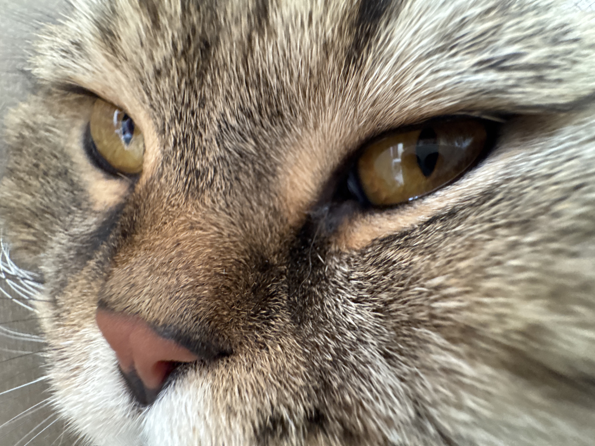 Afternoon with a tabby cat, toy props, and snacks in Mikhaylovsk