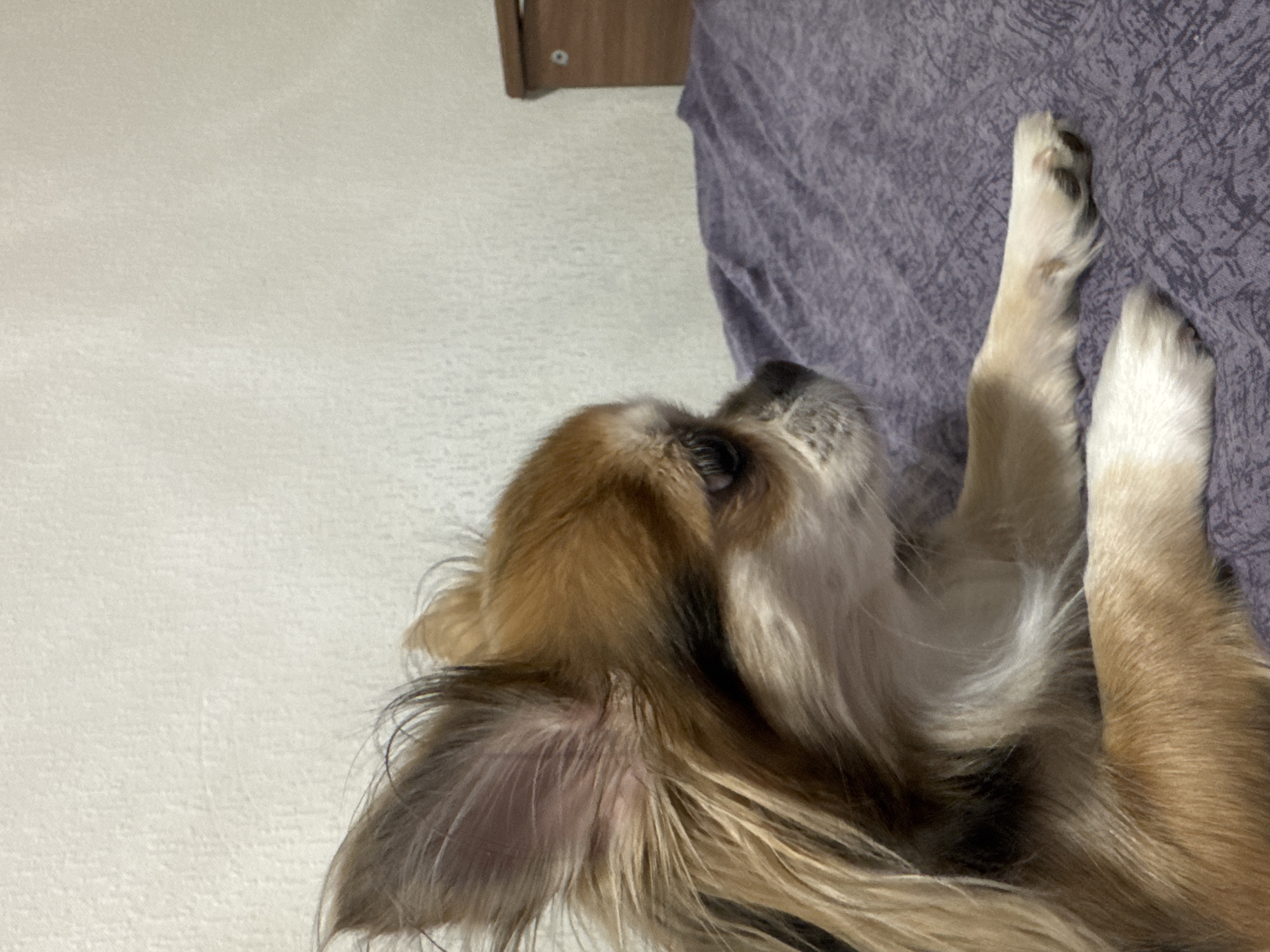 Chihuahua's Evening Rest Documented in Saint Petersburg Apartment