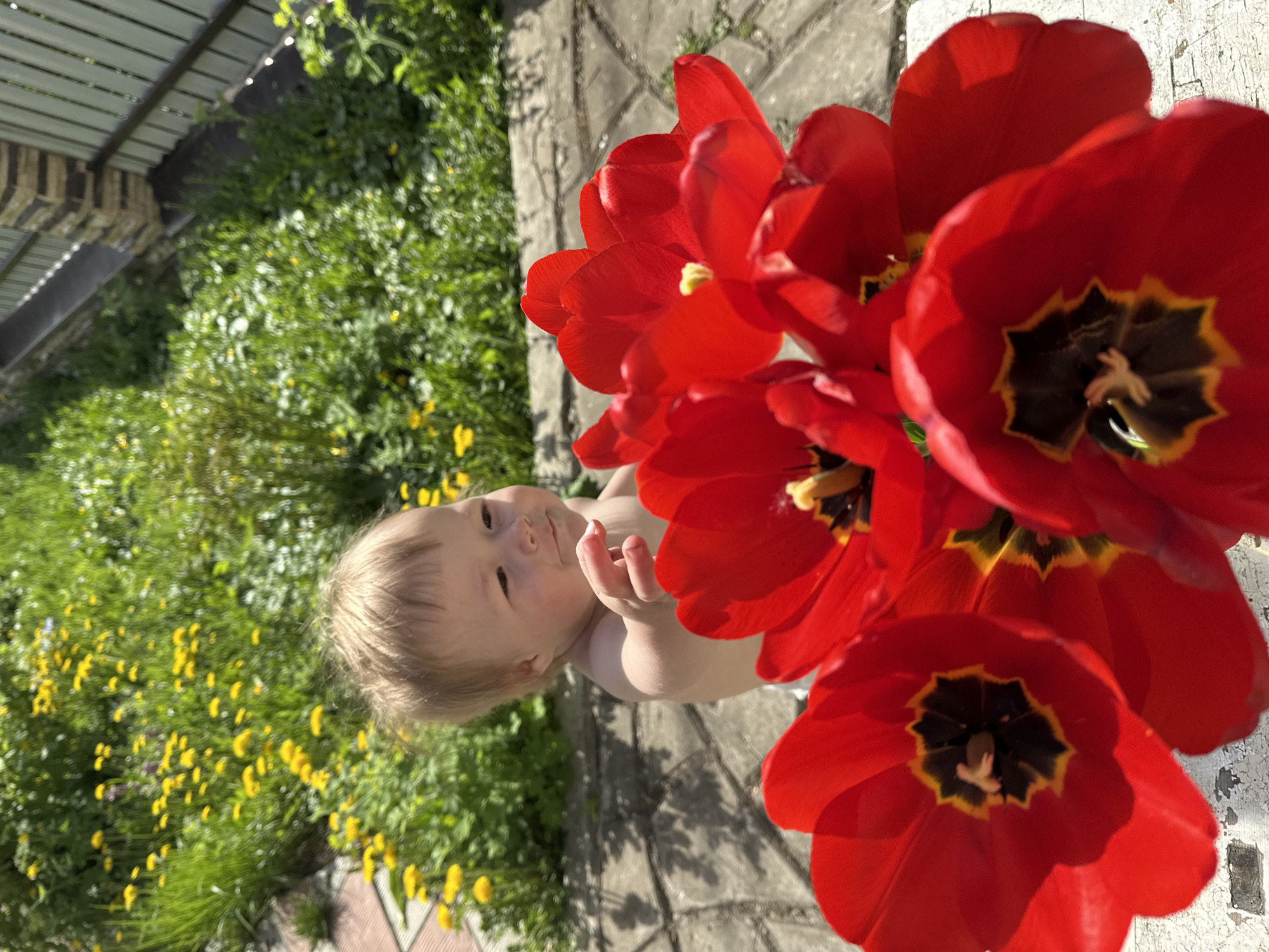 Toddler plays with red tulips on Nizhny Novgorod porch