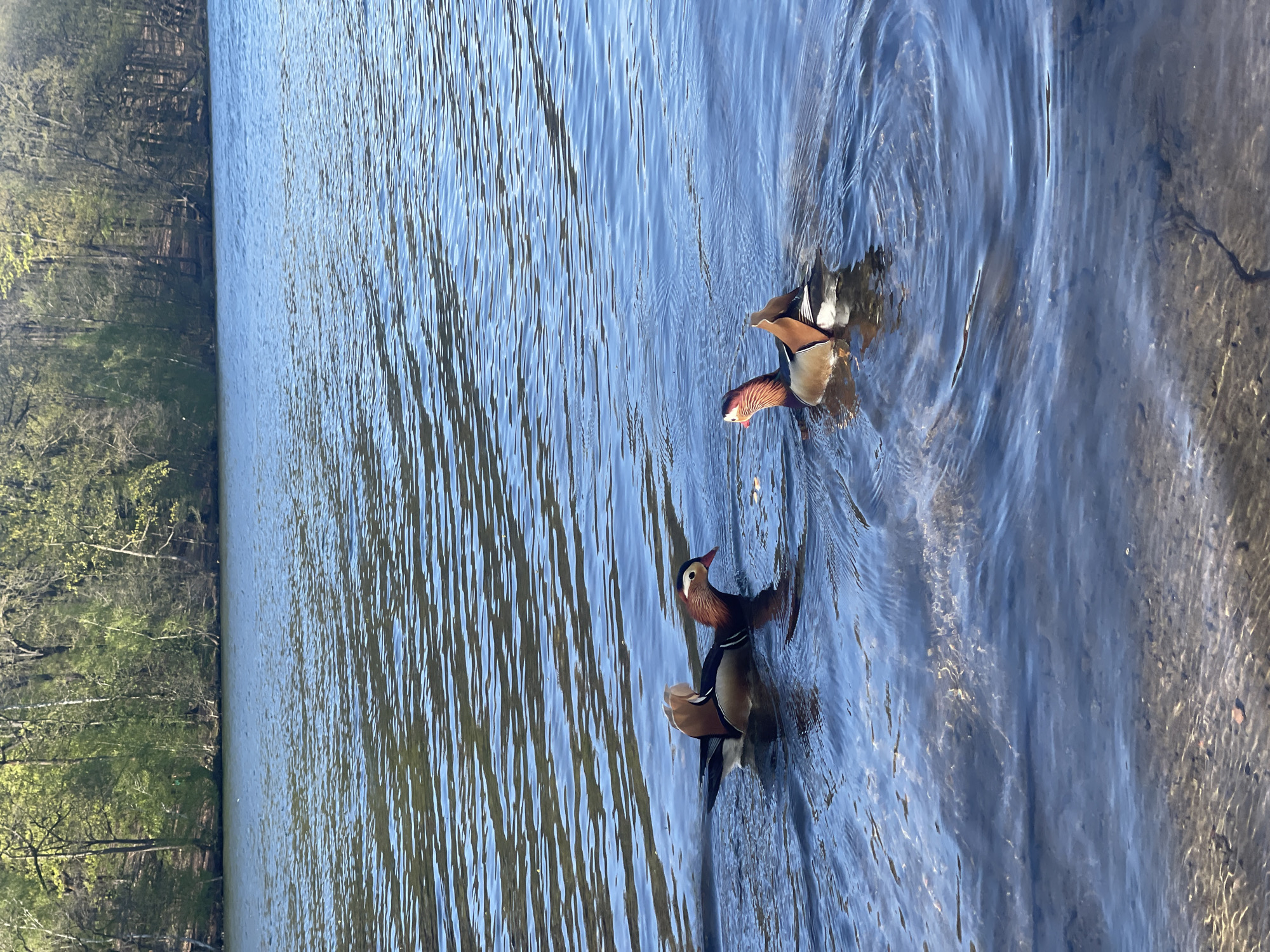 Mandarin ducks spotted swimming in Berlin lake amid recreational activity