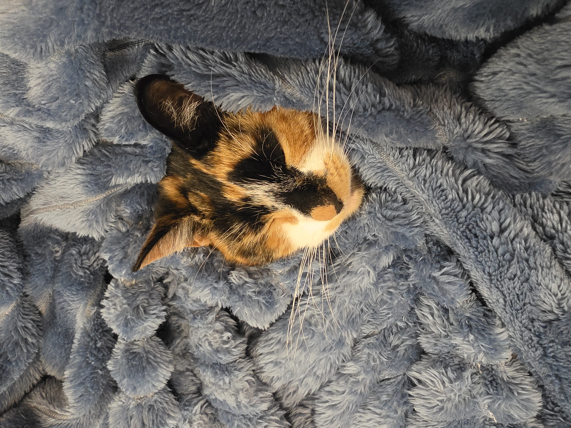Calico cat plays peek-a-boo in cardboard box, Birmingham