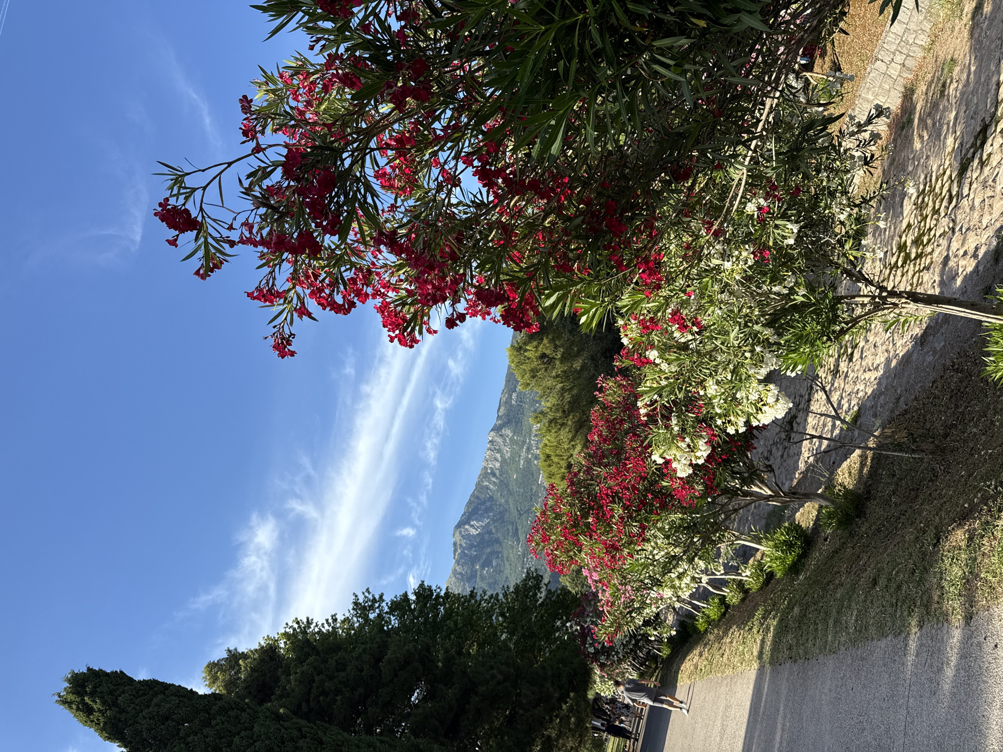 Sunny afternoon along Budva's blooming promenade paths
