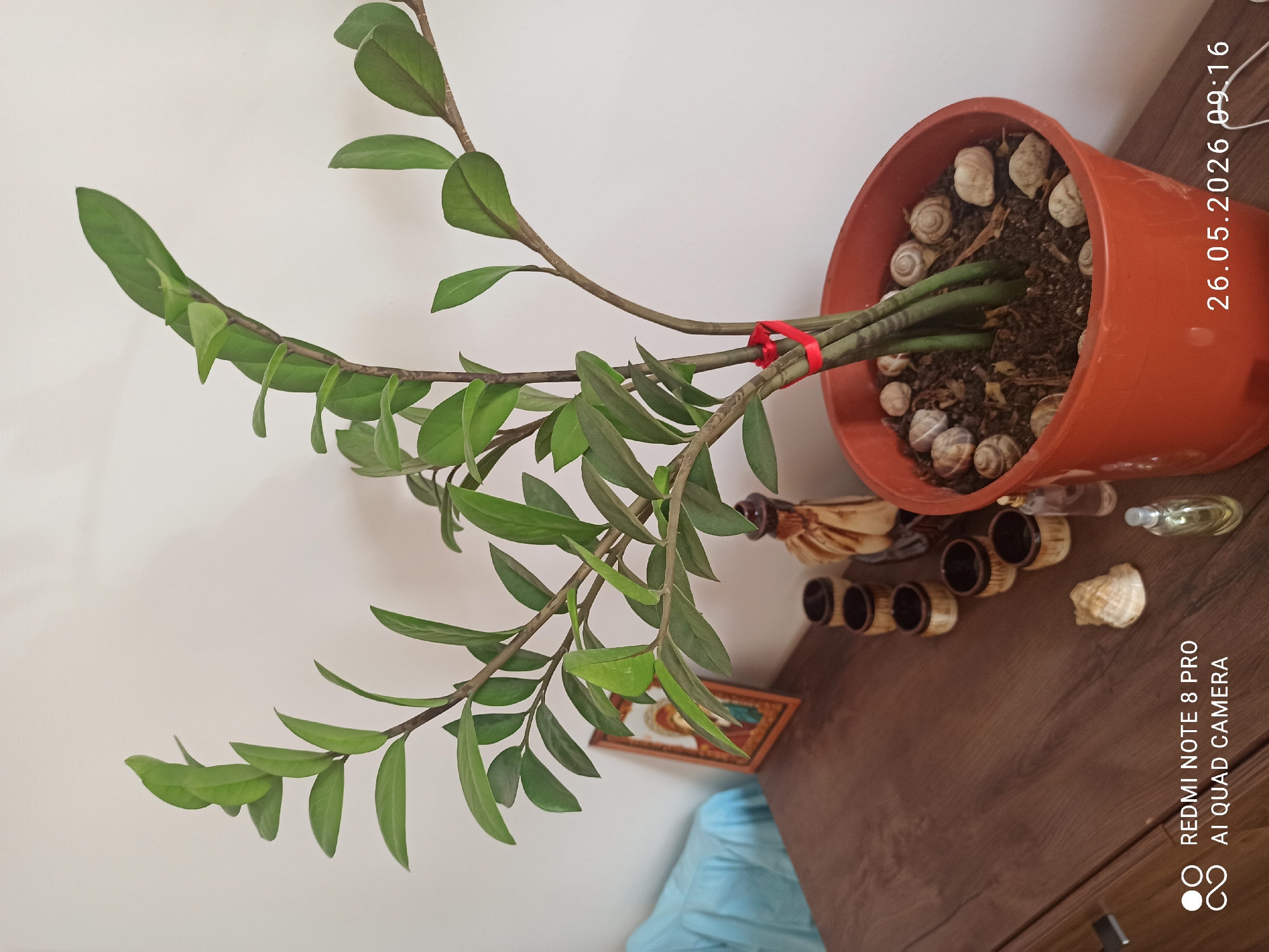 Domestic scenes with houseplants documented in Aktobe, Kazakhstan residence