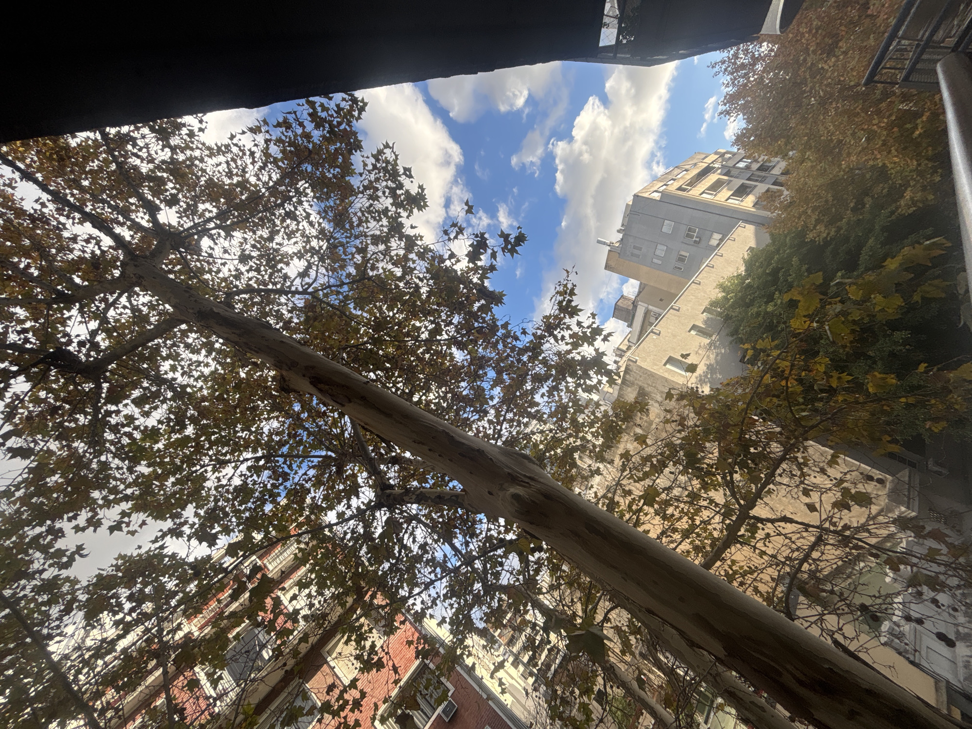 Autumn tree observed in Buenos Aires urban area