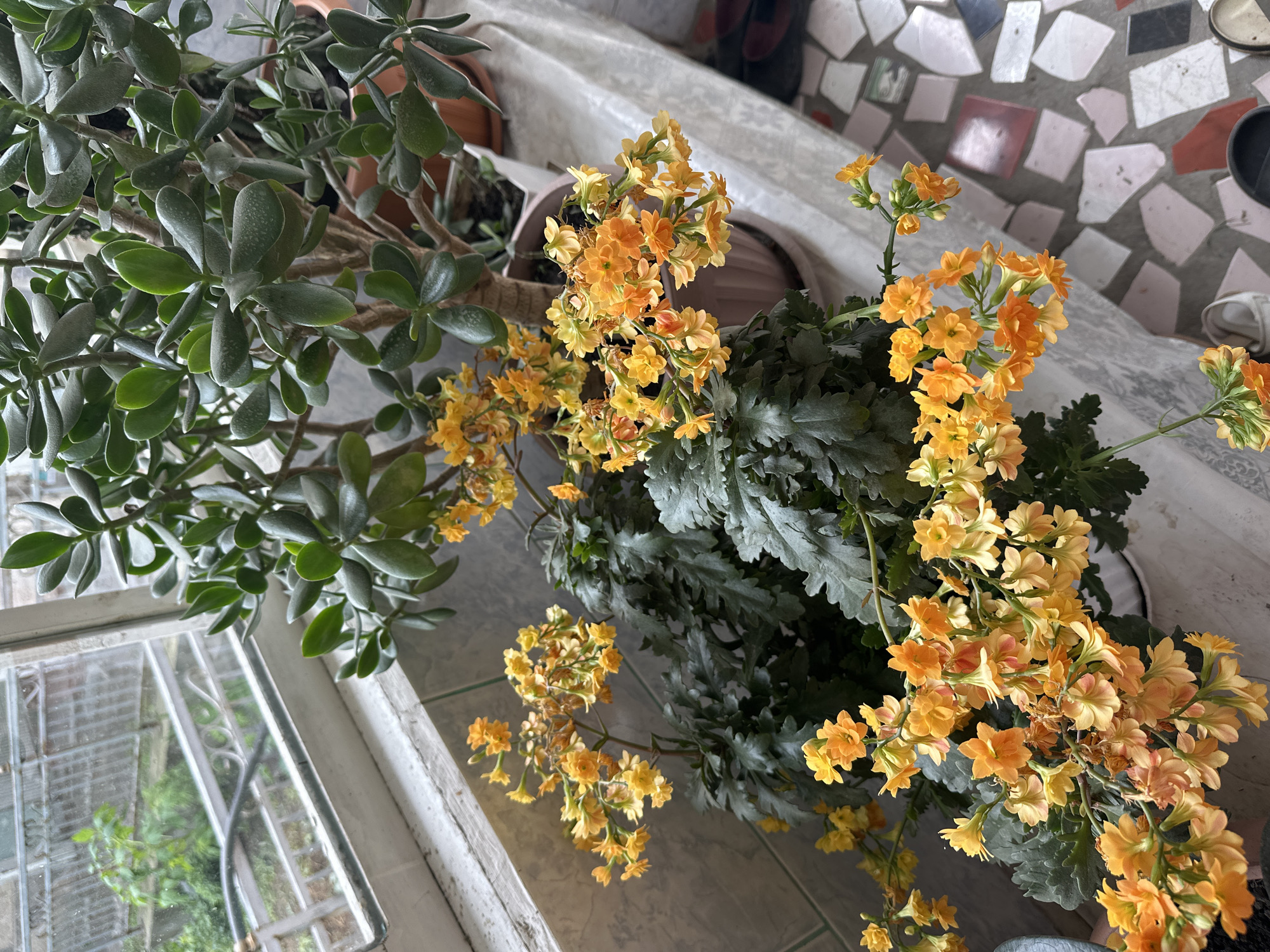 A Nookat home's plants, yard, and everyday details.