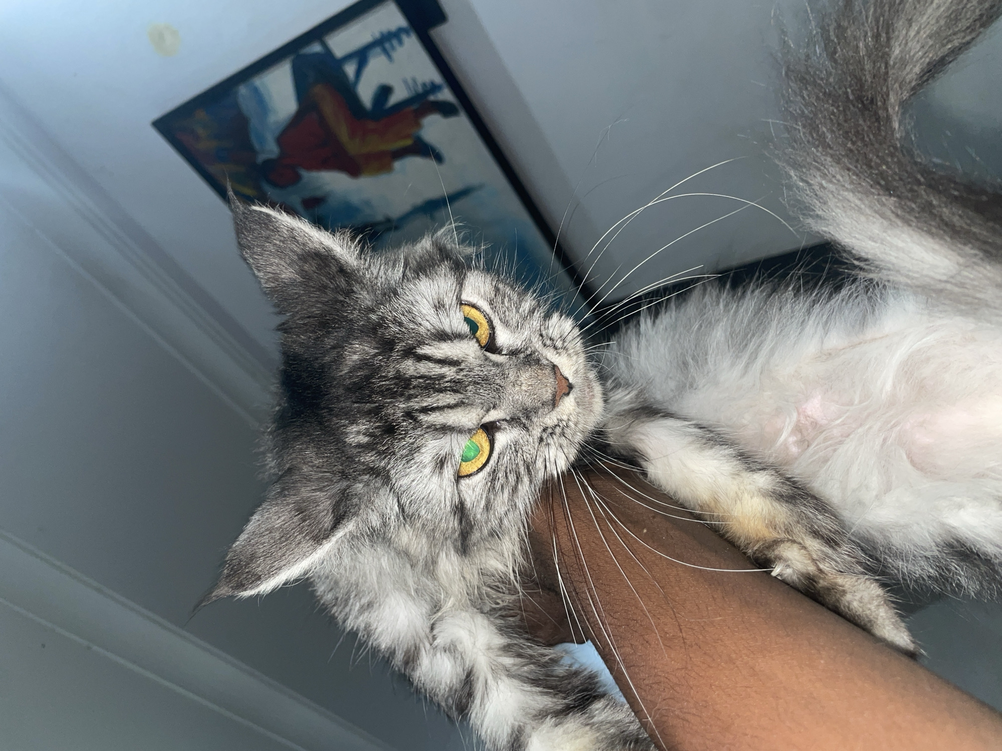 Gray cat with yellow eyes documented in Ado, Nigeria