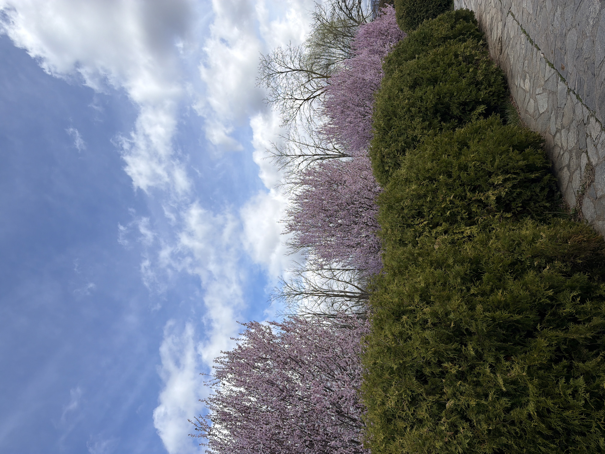 Spring blooms captured in Ginovci, North Macedonia