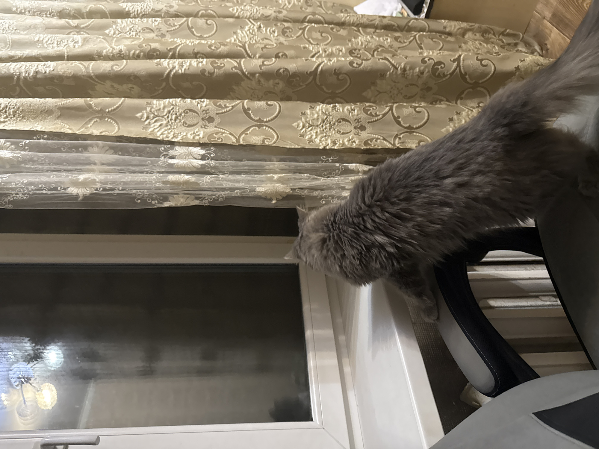 Cozy evening at home with a gray cat in Raivka