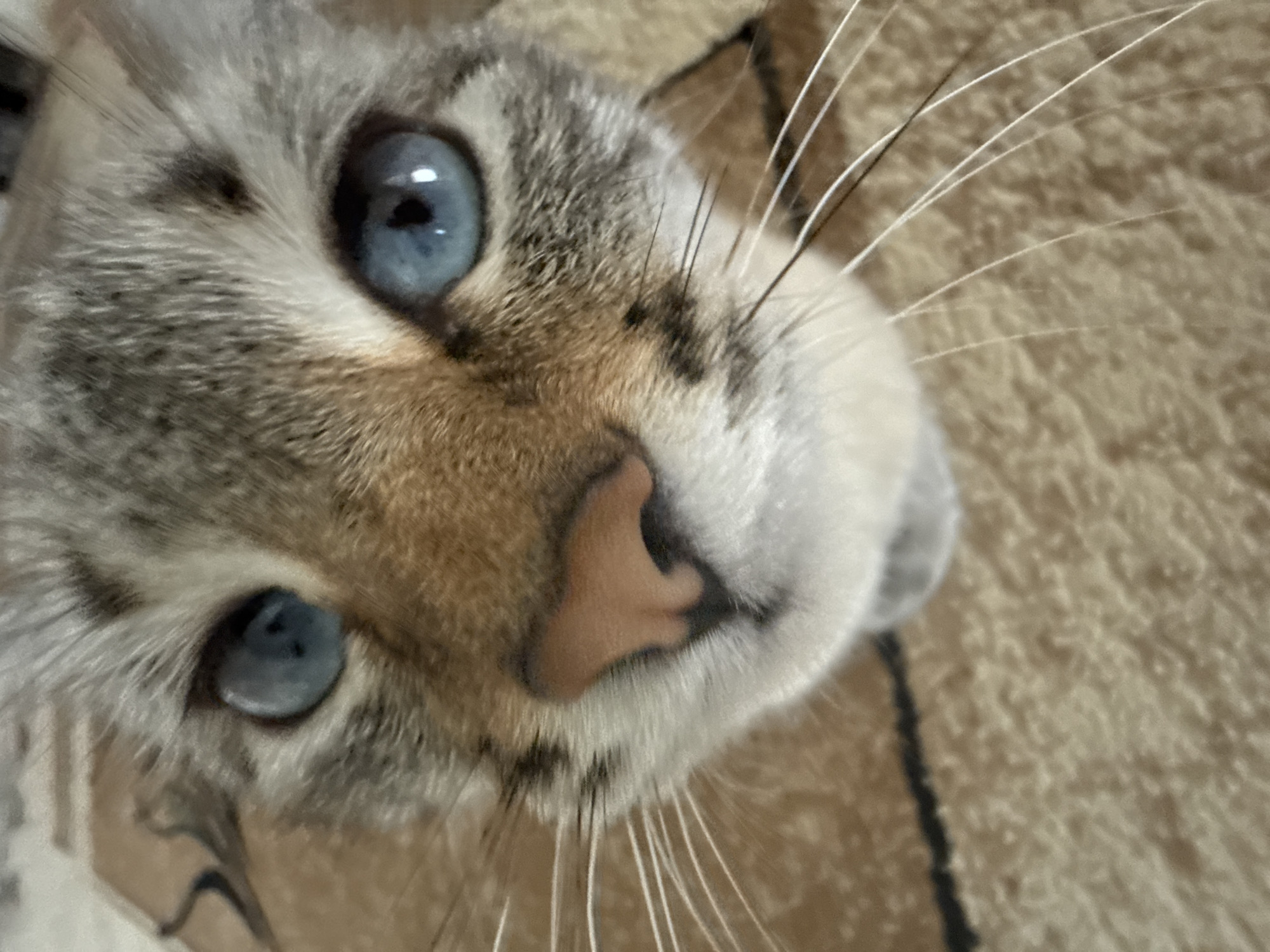 Blue-eyed cat in Ufa, multiple close-up angles