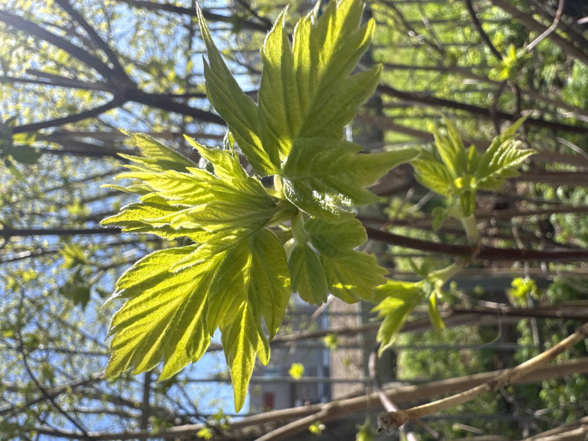 Woman documents spring morning walk in Chernushka park
