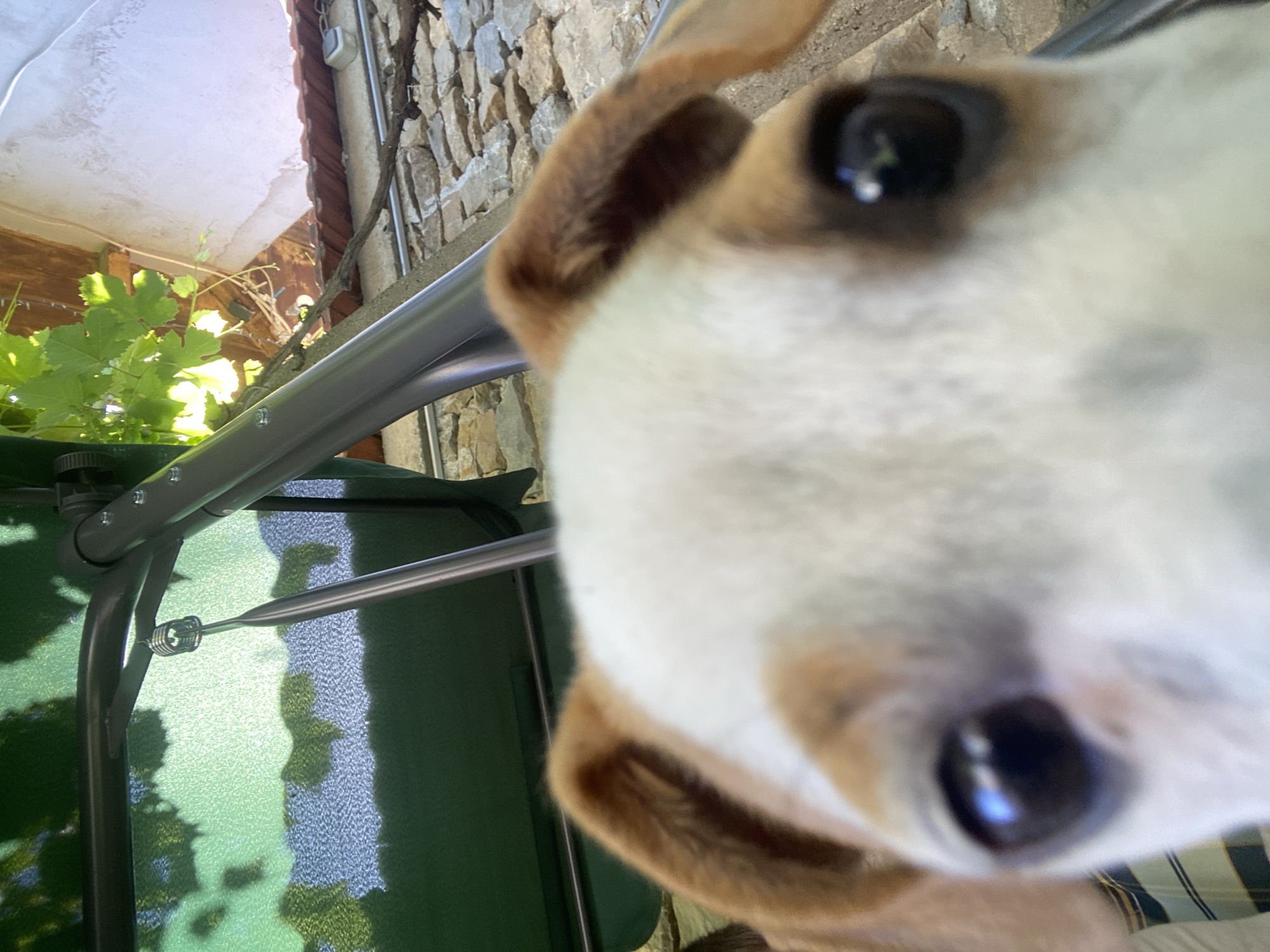 Lazy afternoon with a white and tan dog in Parvomaitsi