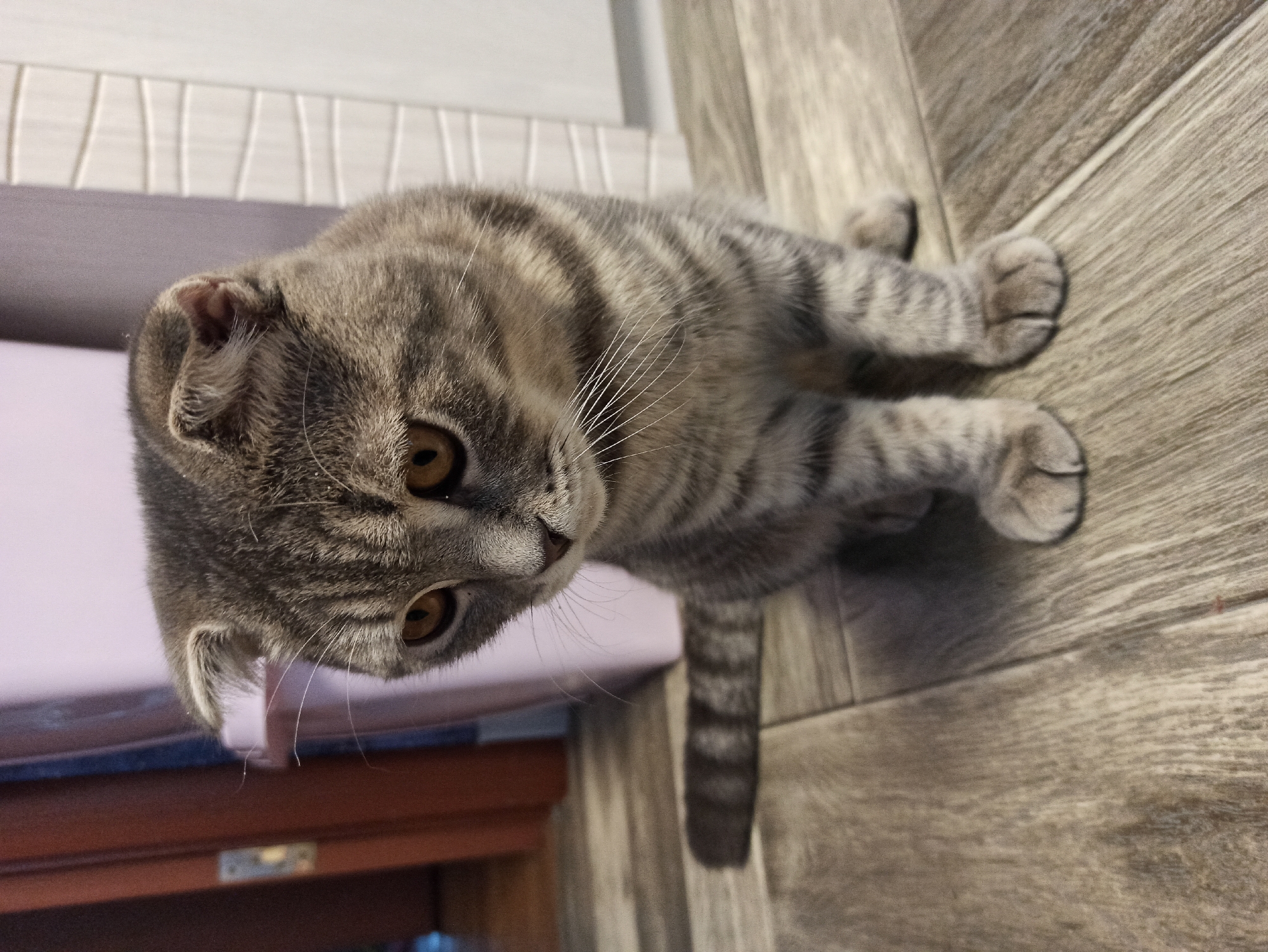 Cat plays with bubbles, flowers on Russian morning