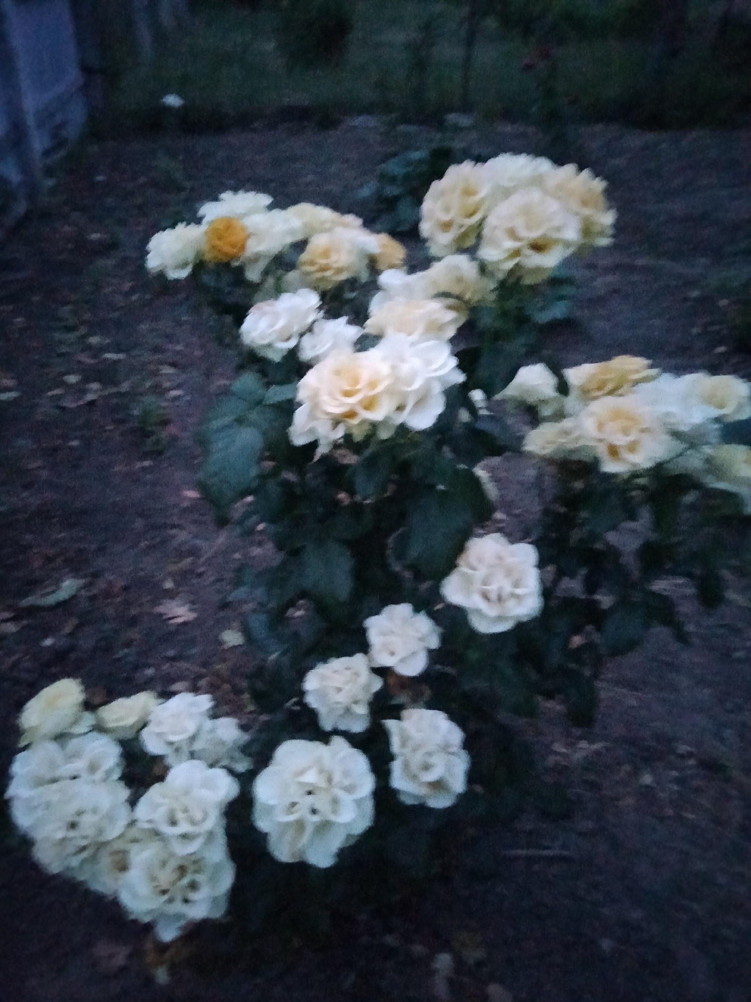 Yellow and white roses blooming in a garden near Ananiv