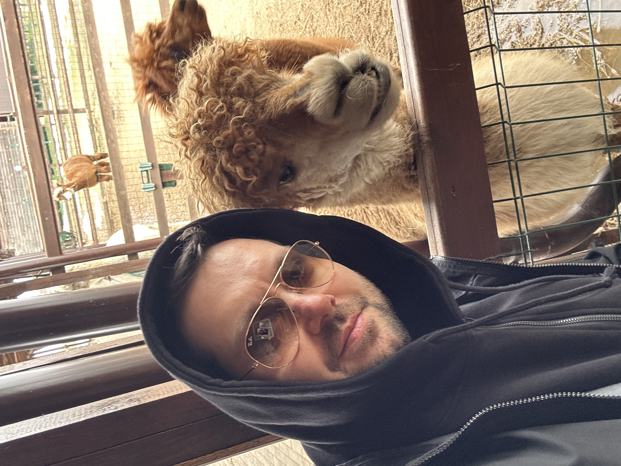 Visitor feeds alpacas at Russian recreation center