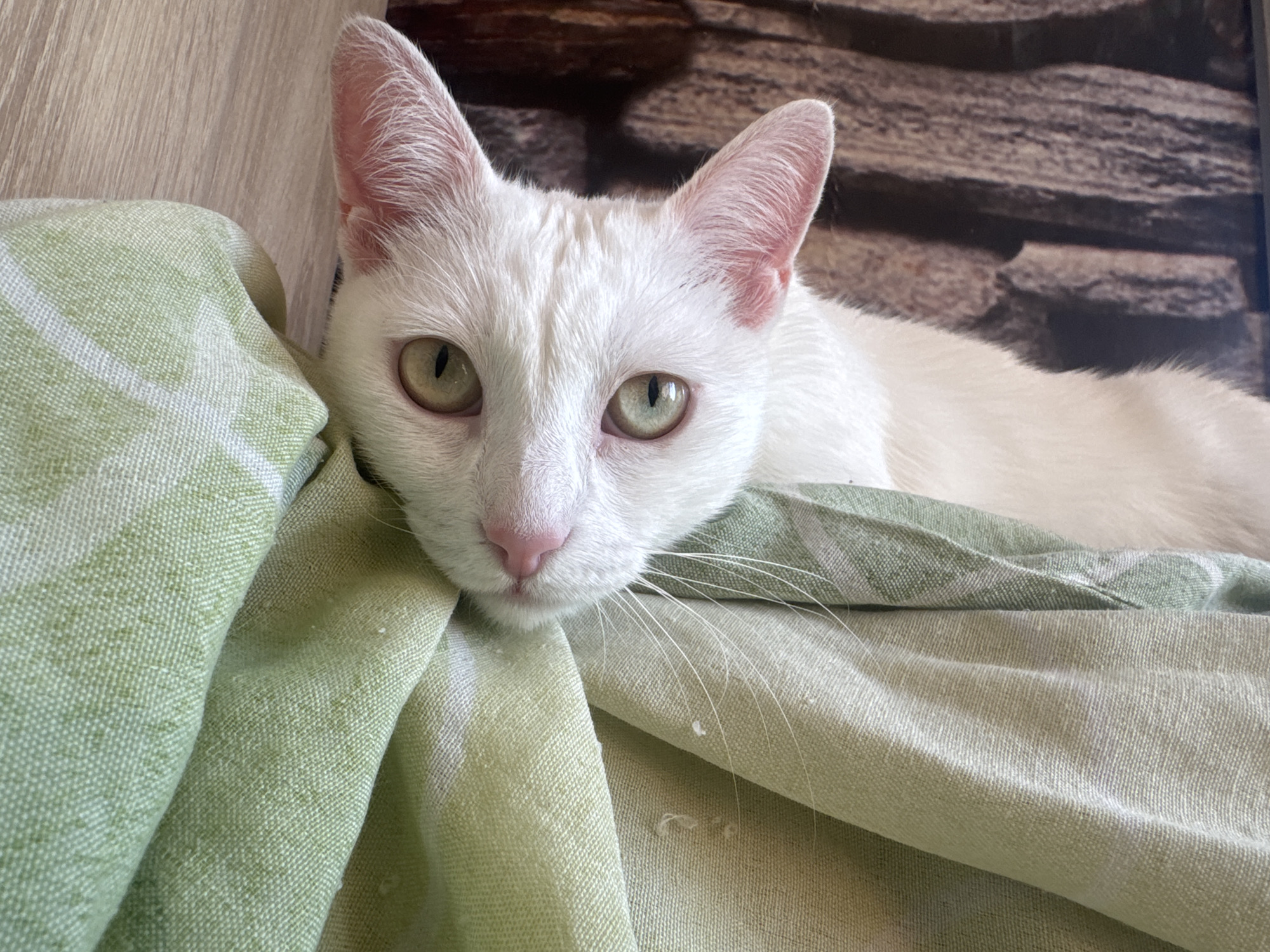Cats spotted relaxing indoors in Bulgarian coastal town