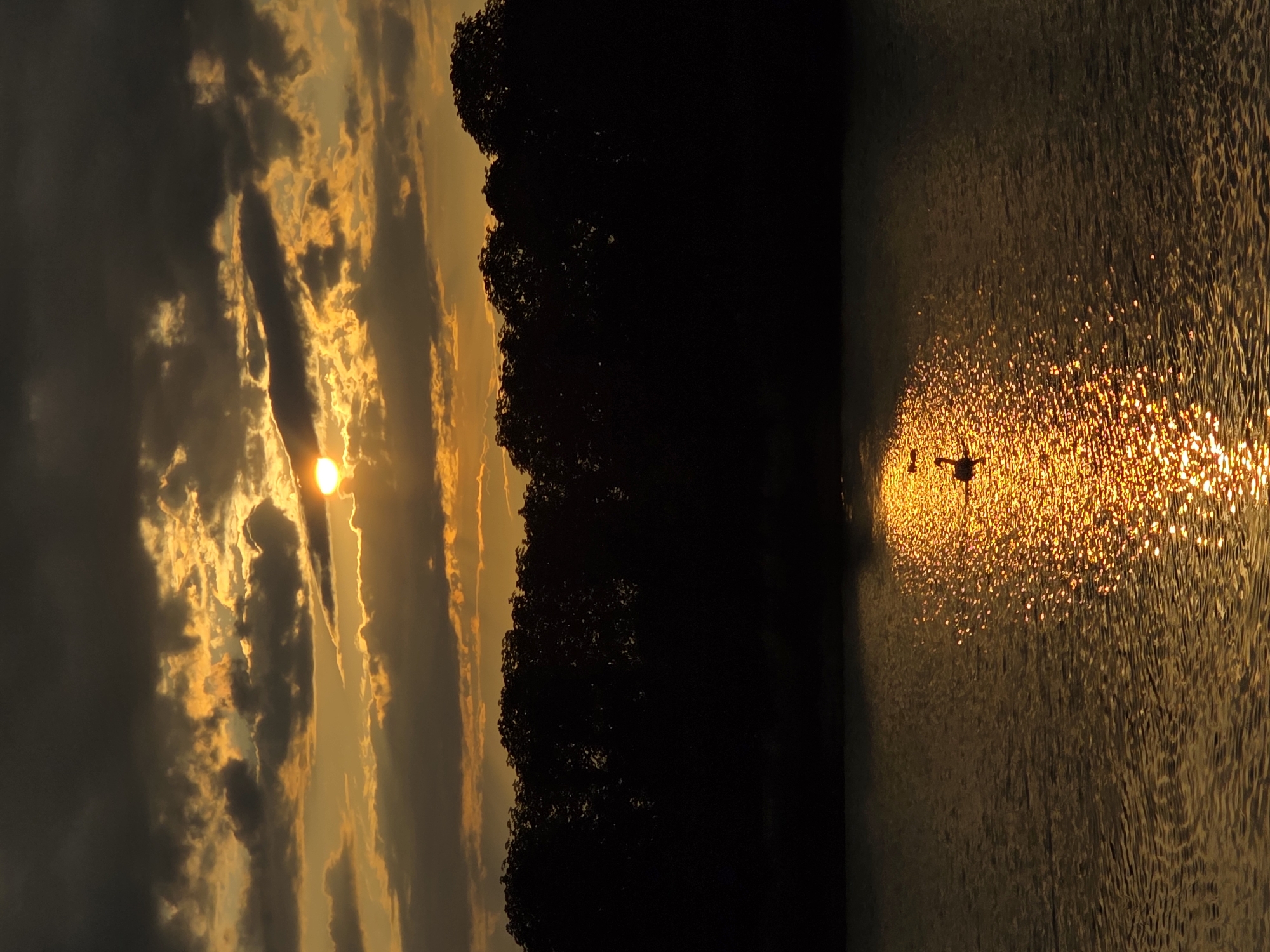 Swans on a lake at sunset, viewed from a wooden dock