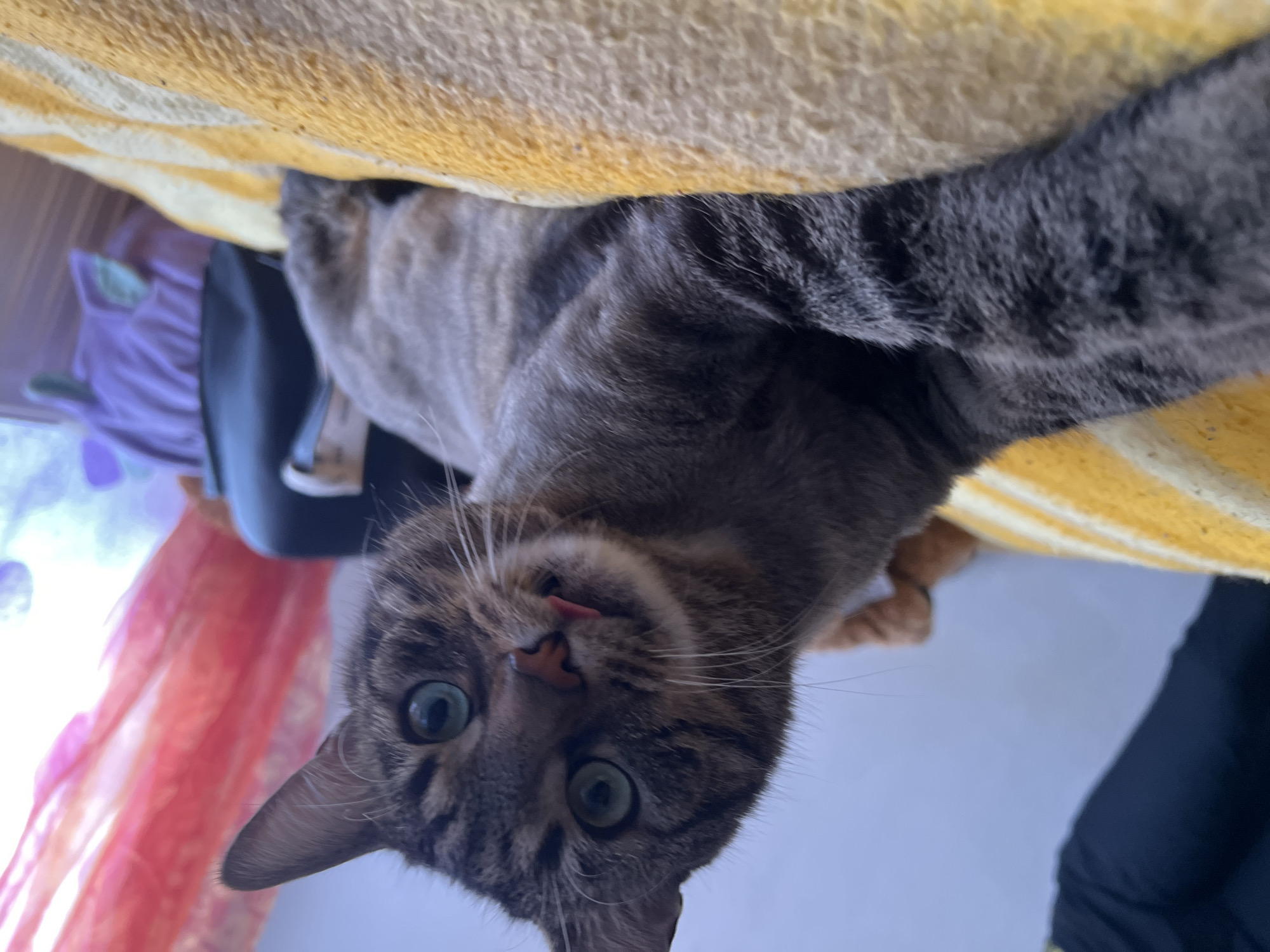 Tabby cat photographed in various poses in Strasbourg