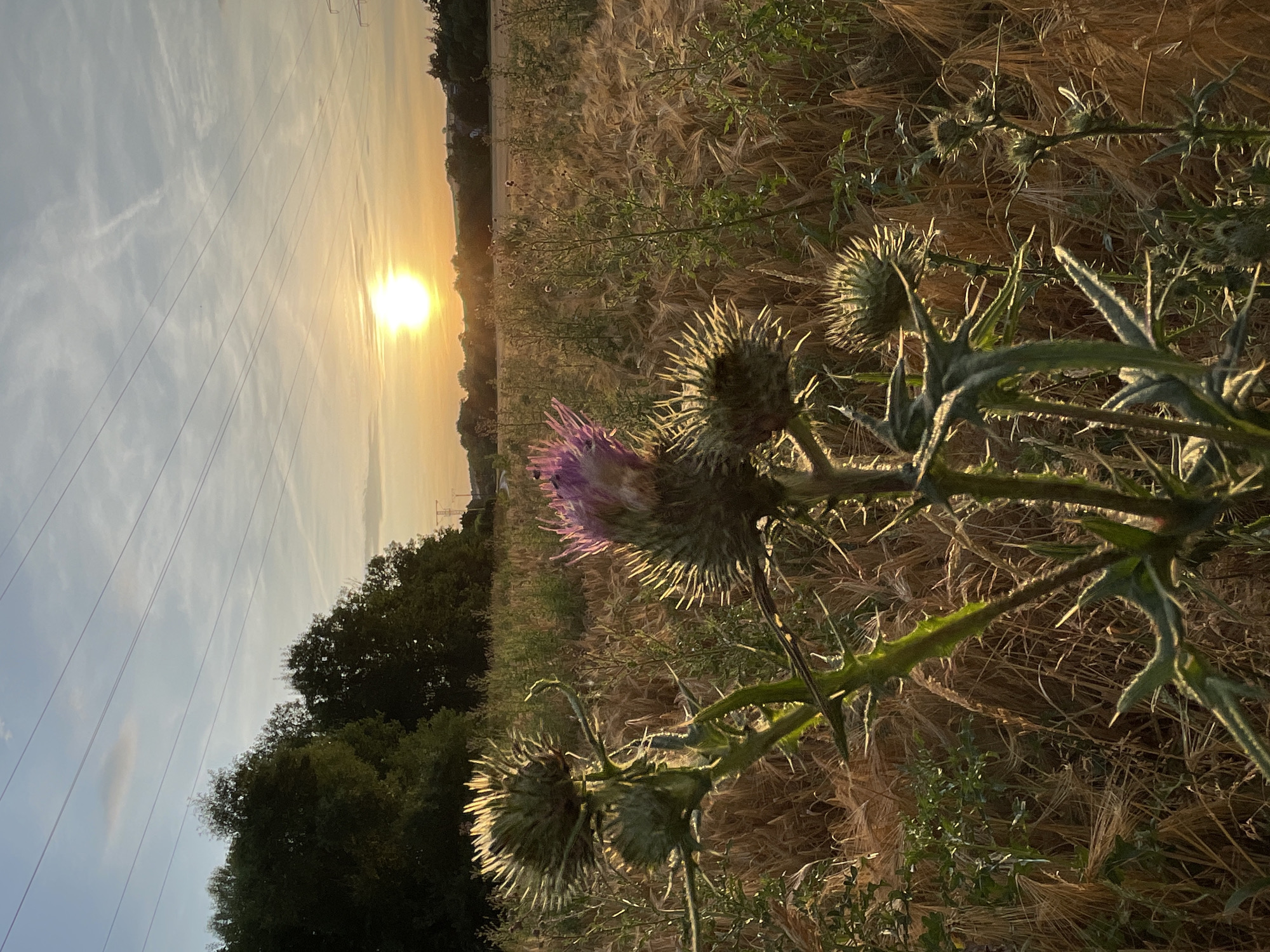 Golden-hour wander through Neukirchen fields and thistles