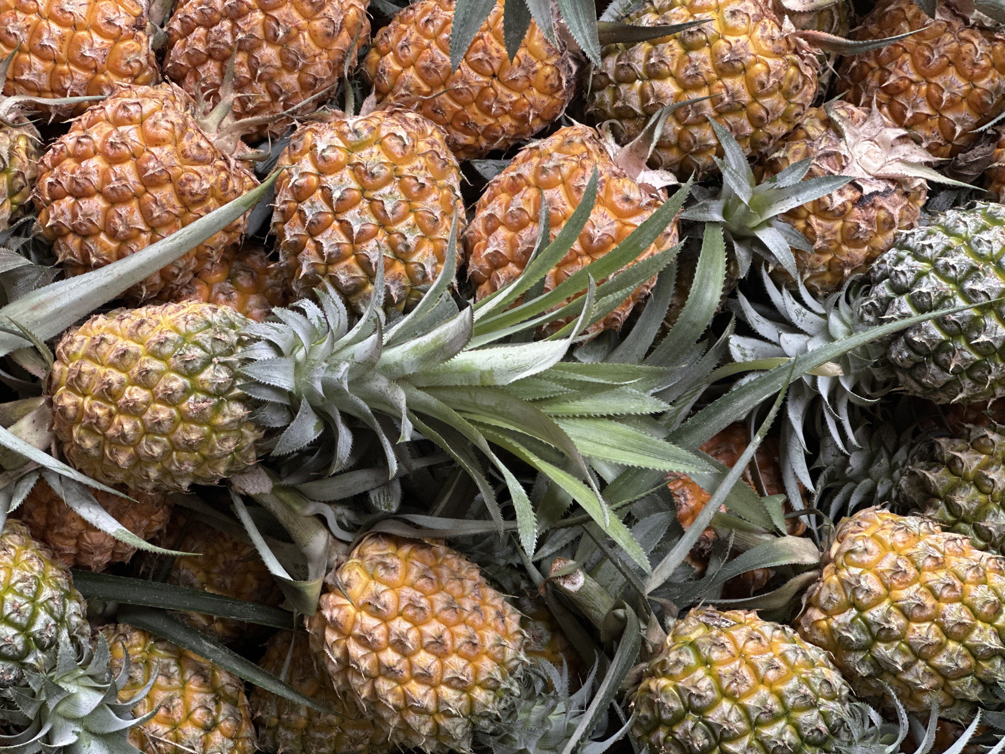 Visitors document pineapple farm tour in Vietnam commune