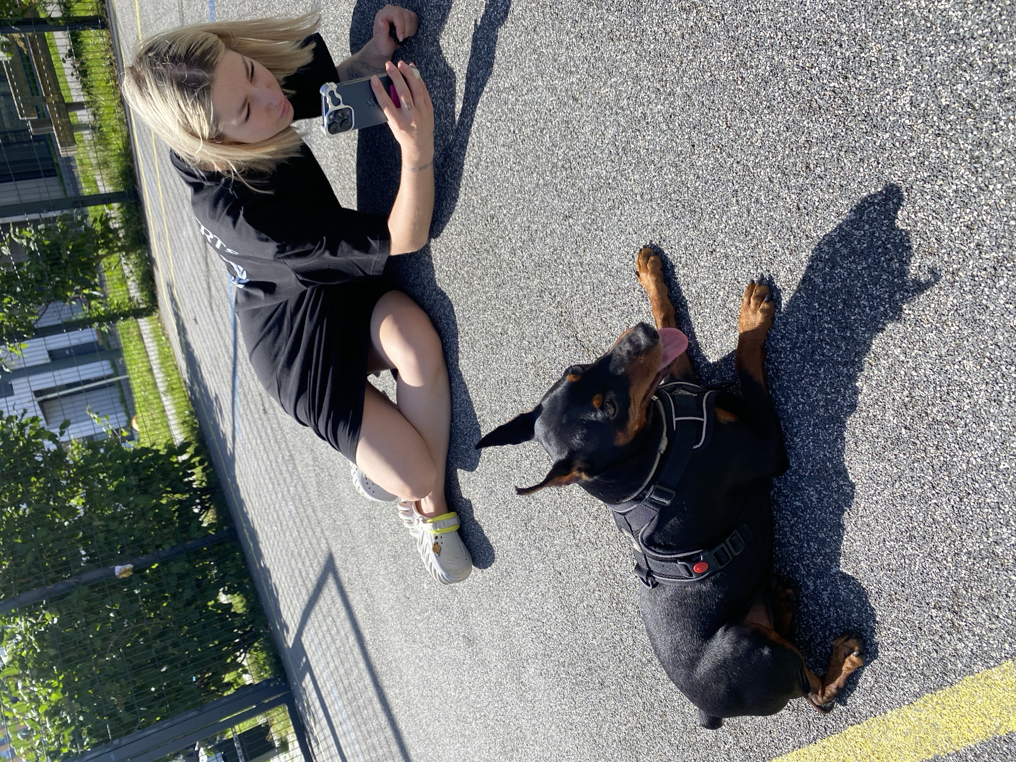 Doberman and Mini Pinscher hang out at a Moscow sports court