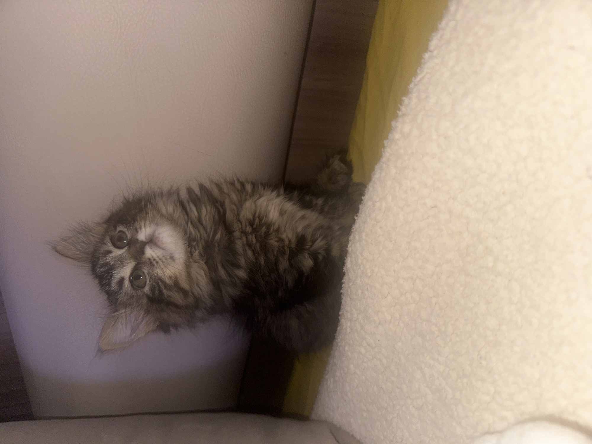 Tabby kitten sleeps peacefully on pink blanket in Marrakesh