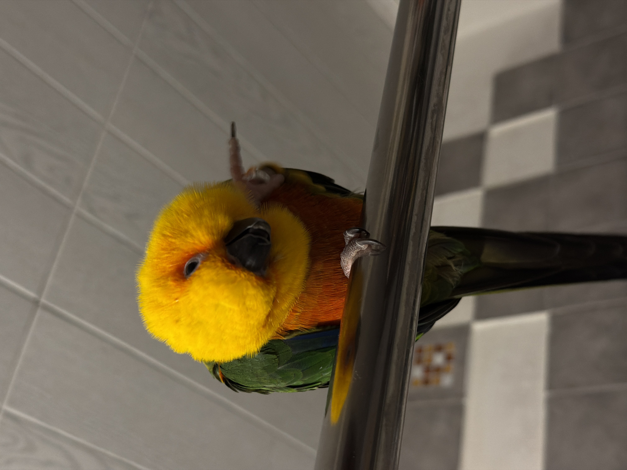 Colorful bird spotted perched on silver pole