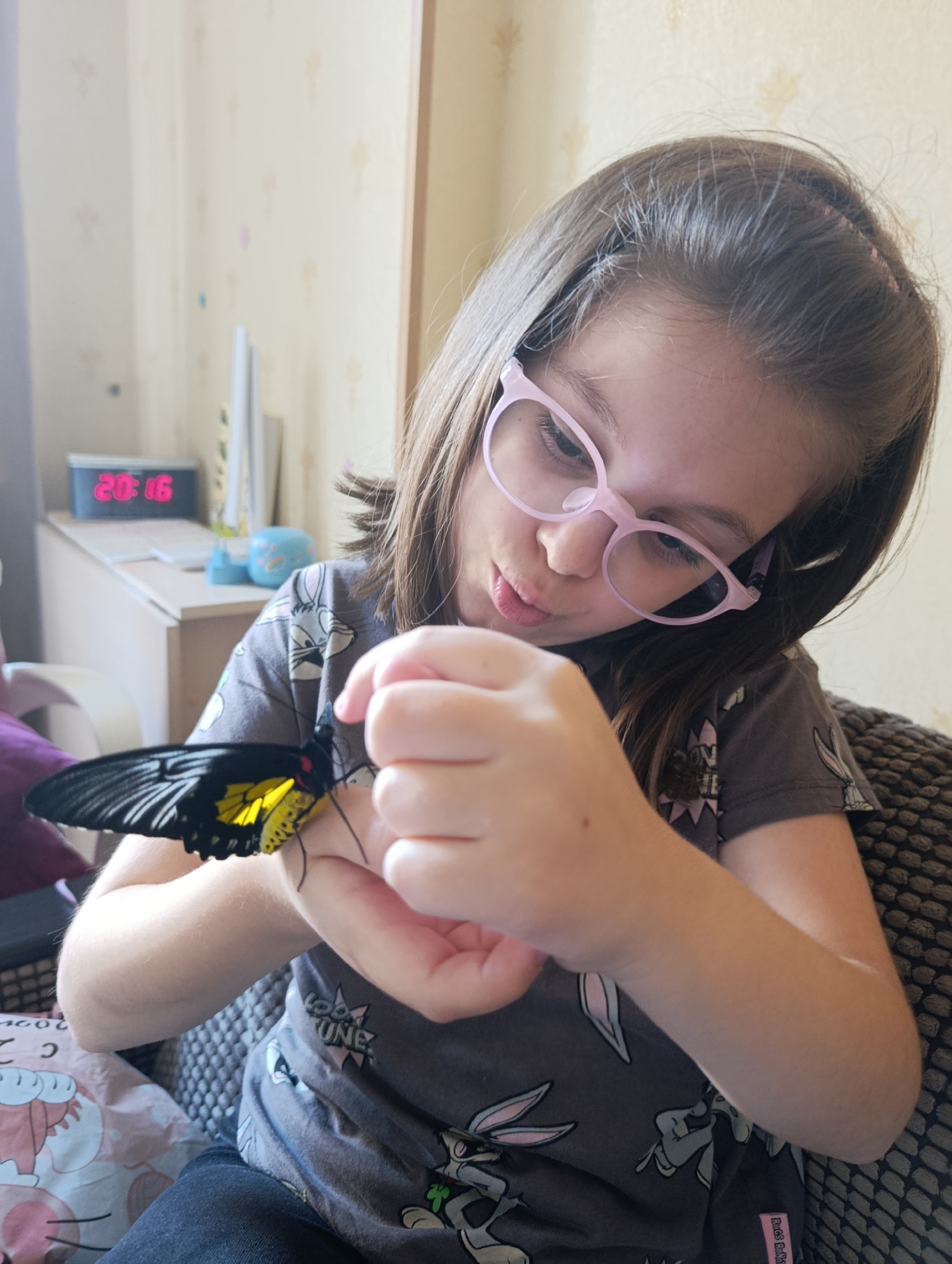 Black and yellow butterfly gets the full indoor tour in Saint Petersburg