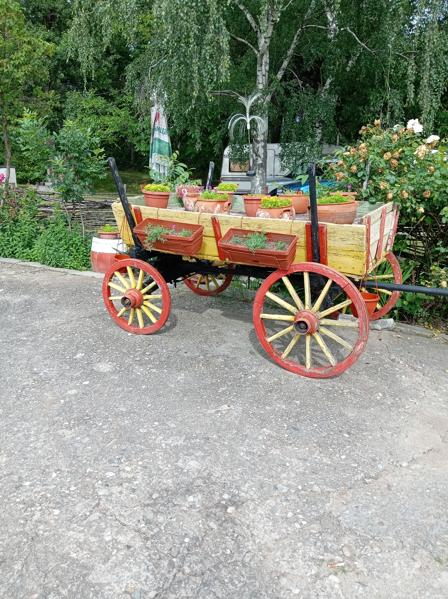 Garden wagon, blooming Yucca, Bulgarian monument captured in afternoon