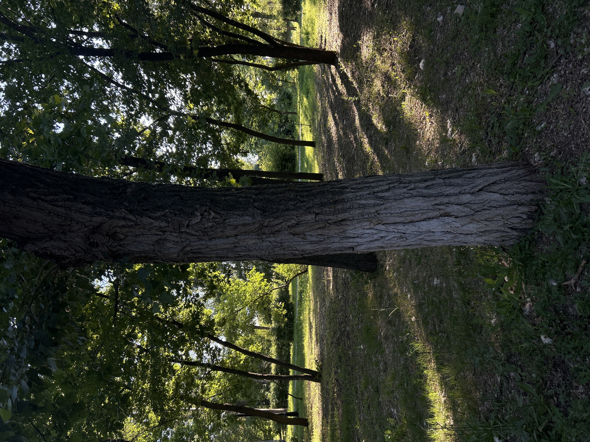 Lazy afternoon in an Orenburg park, sun through the trees
