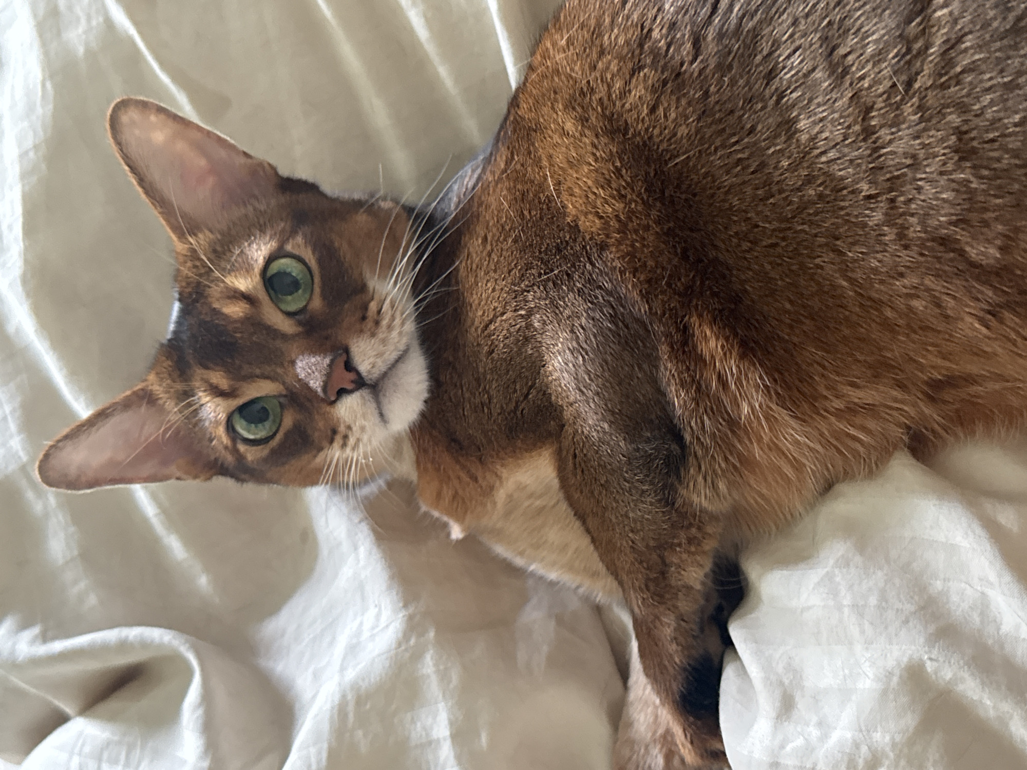 Abyssinian cat relaxing on white bedding in a Moscow apartment