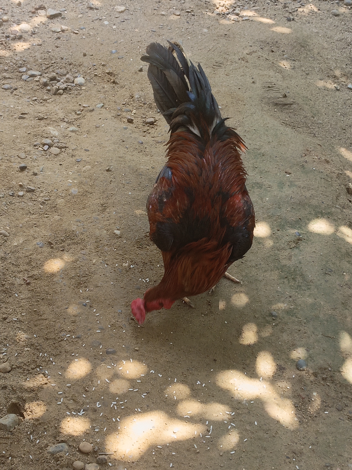 Chickens foraging and a tabby cat lounging in a shaded yard