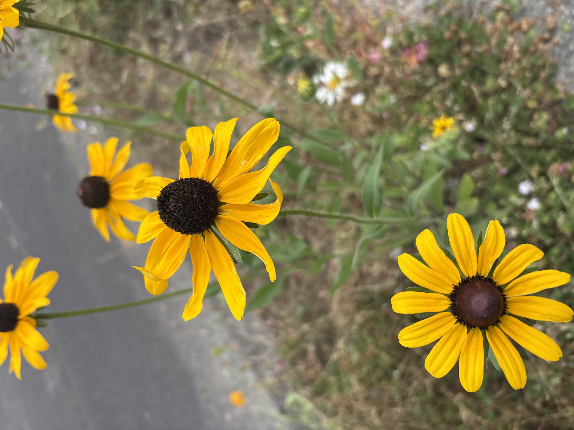 Beaverton sidewalk plantings in full summer bloom