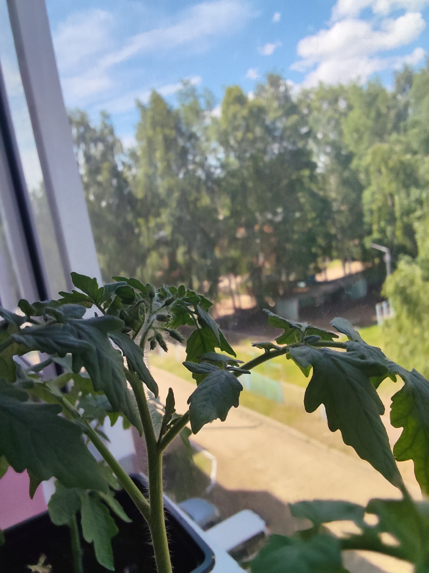 Young tomato plant photographed in Noviy, Russia