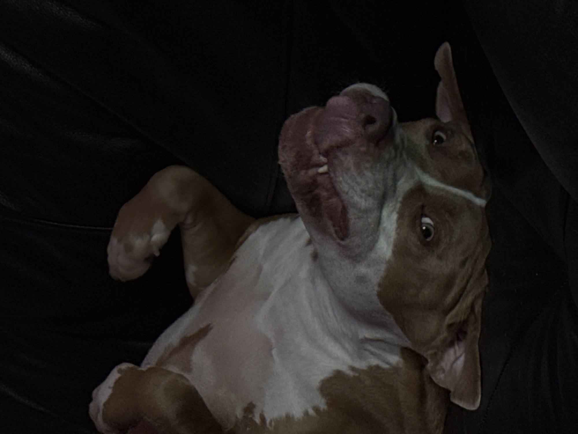Playful pit bull photographed upside down in Khimki
