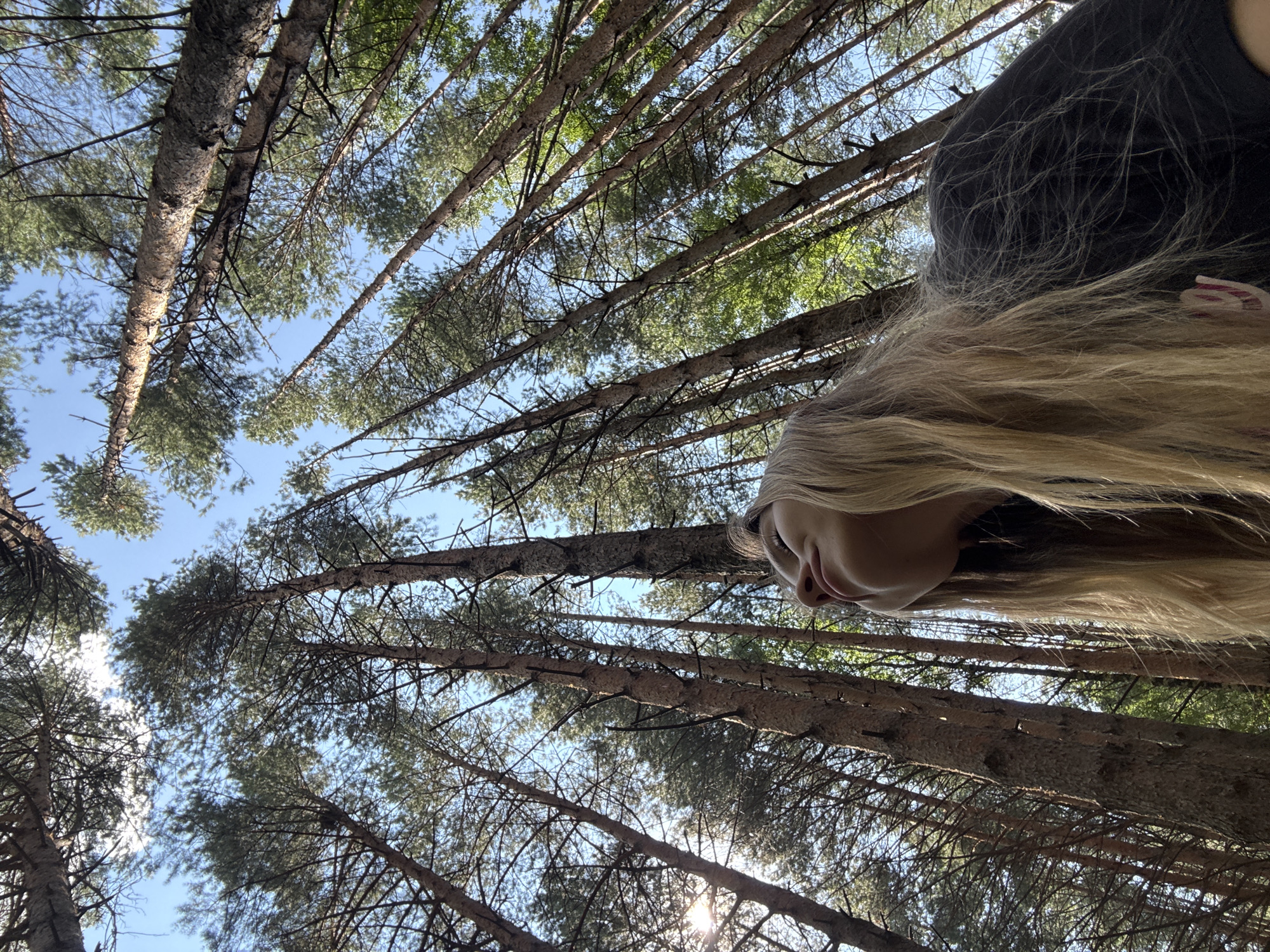 Looking up through a dense pine forest in Chaikovsky, Russia