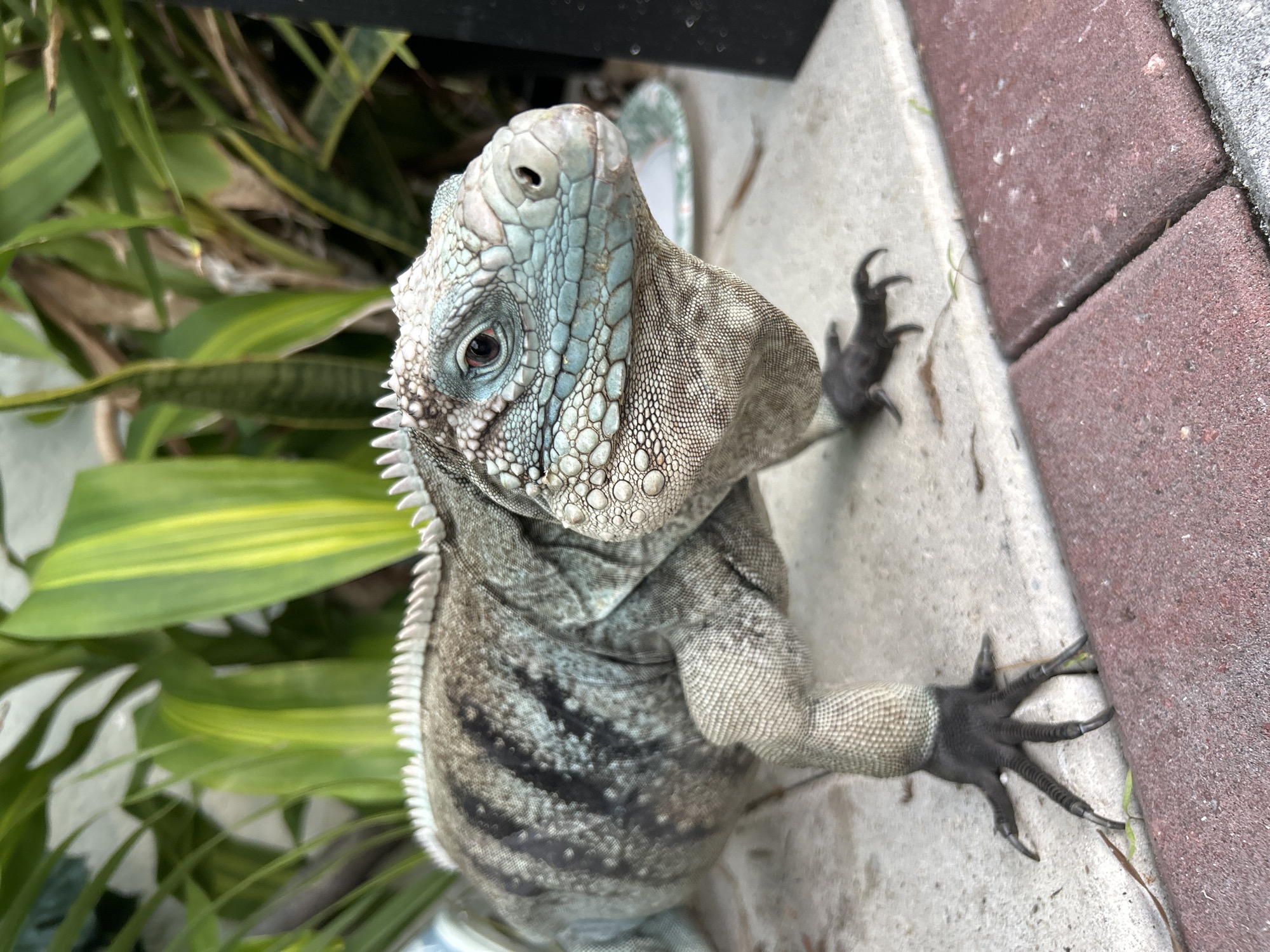 Iguana, centipede spotted in Cape Coral backyard wildlife observation