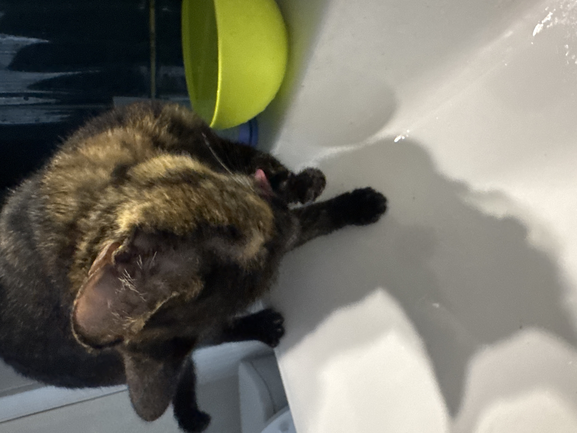 Cat drinks from faucet in sink over six minutes