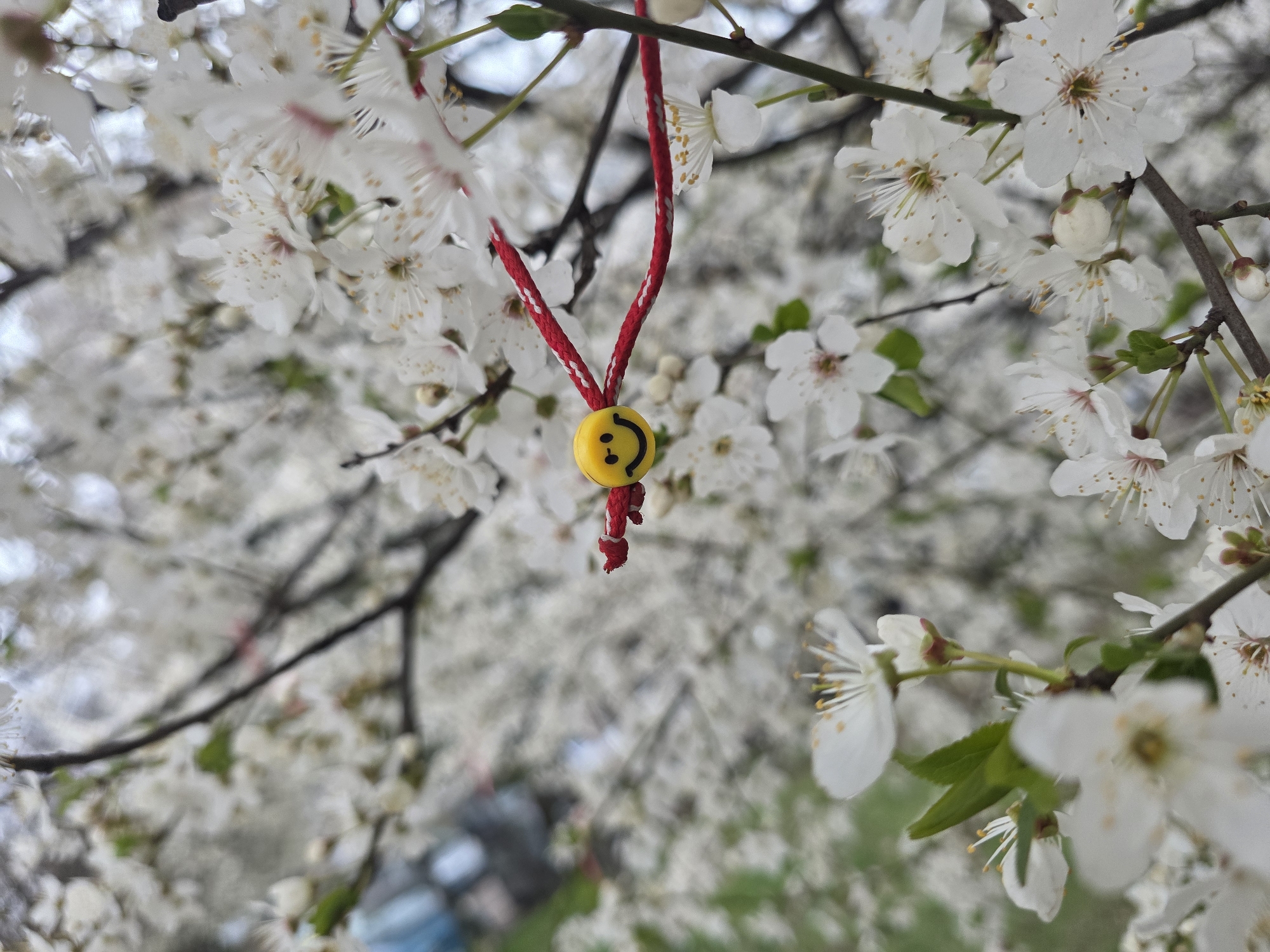 Smiley face charm hangs from blossoming tree in Sofia