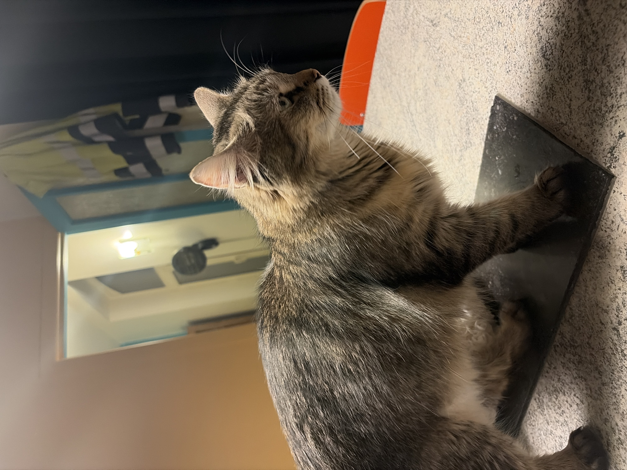 Tabby cat sits on table in Antwerp home