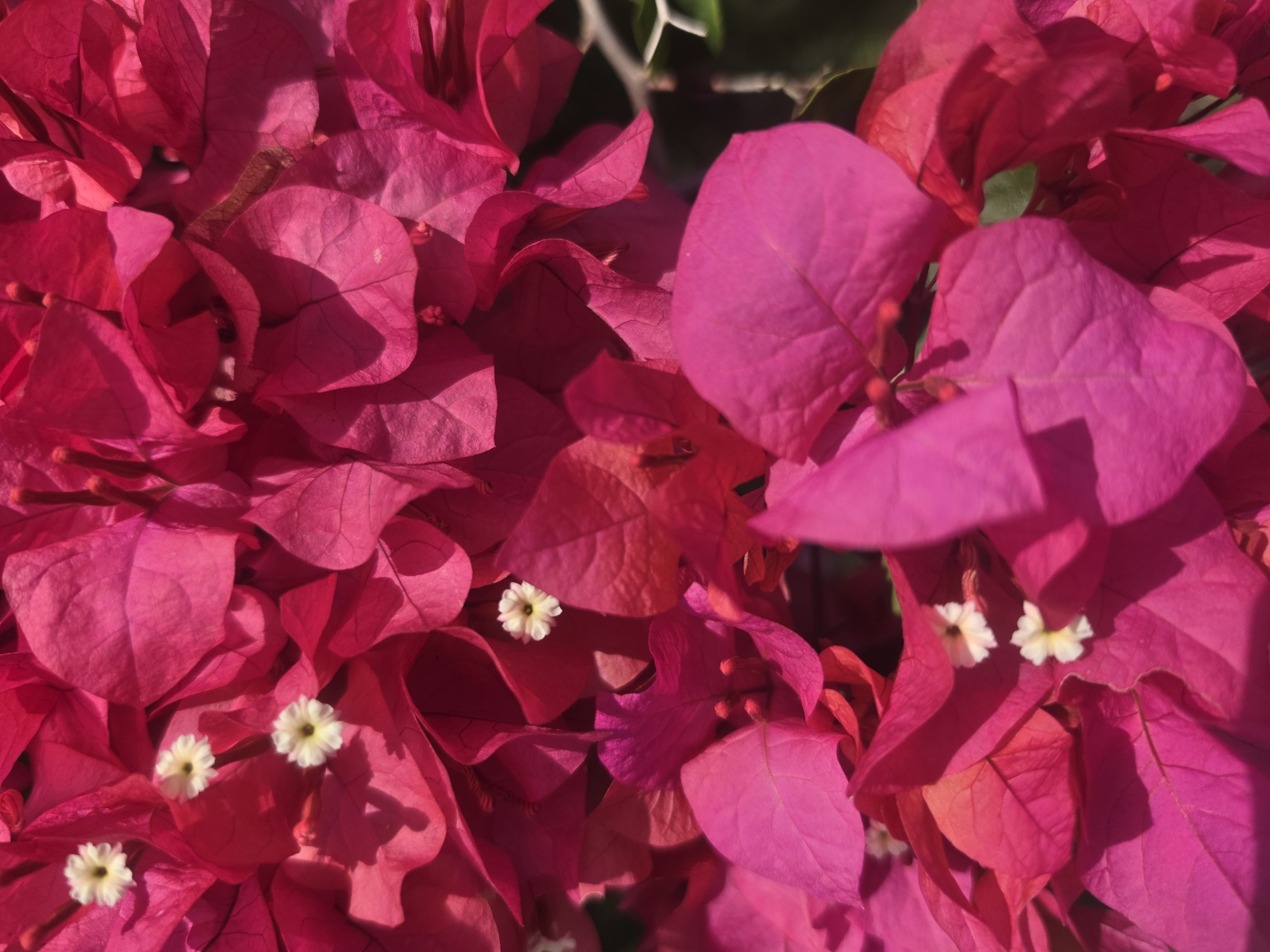 Flores and data documentation captured in Pintomakmur, Indonesia