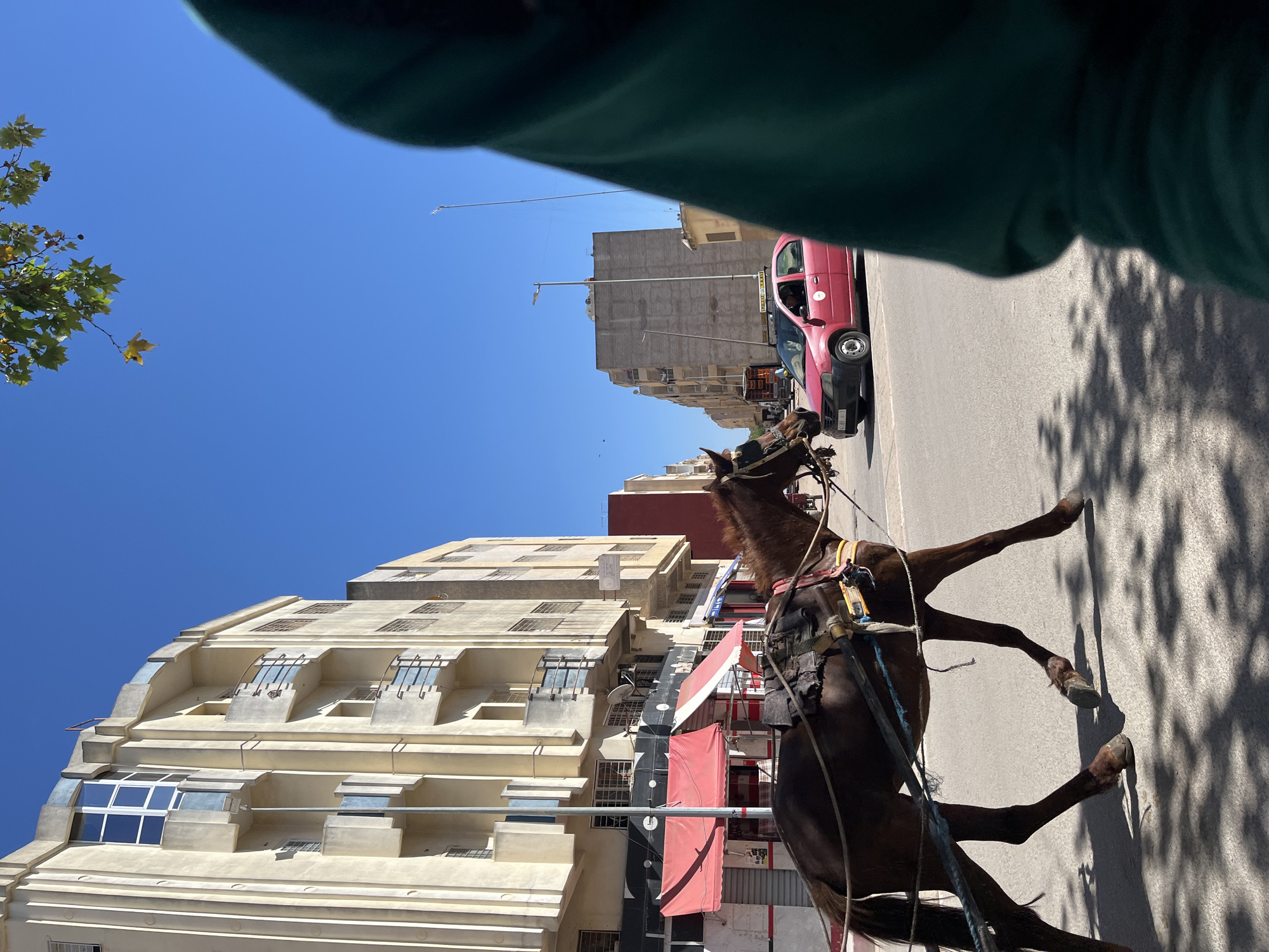 Horse-drawn carriage spotted on Fez street