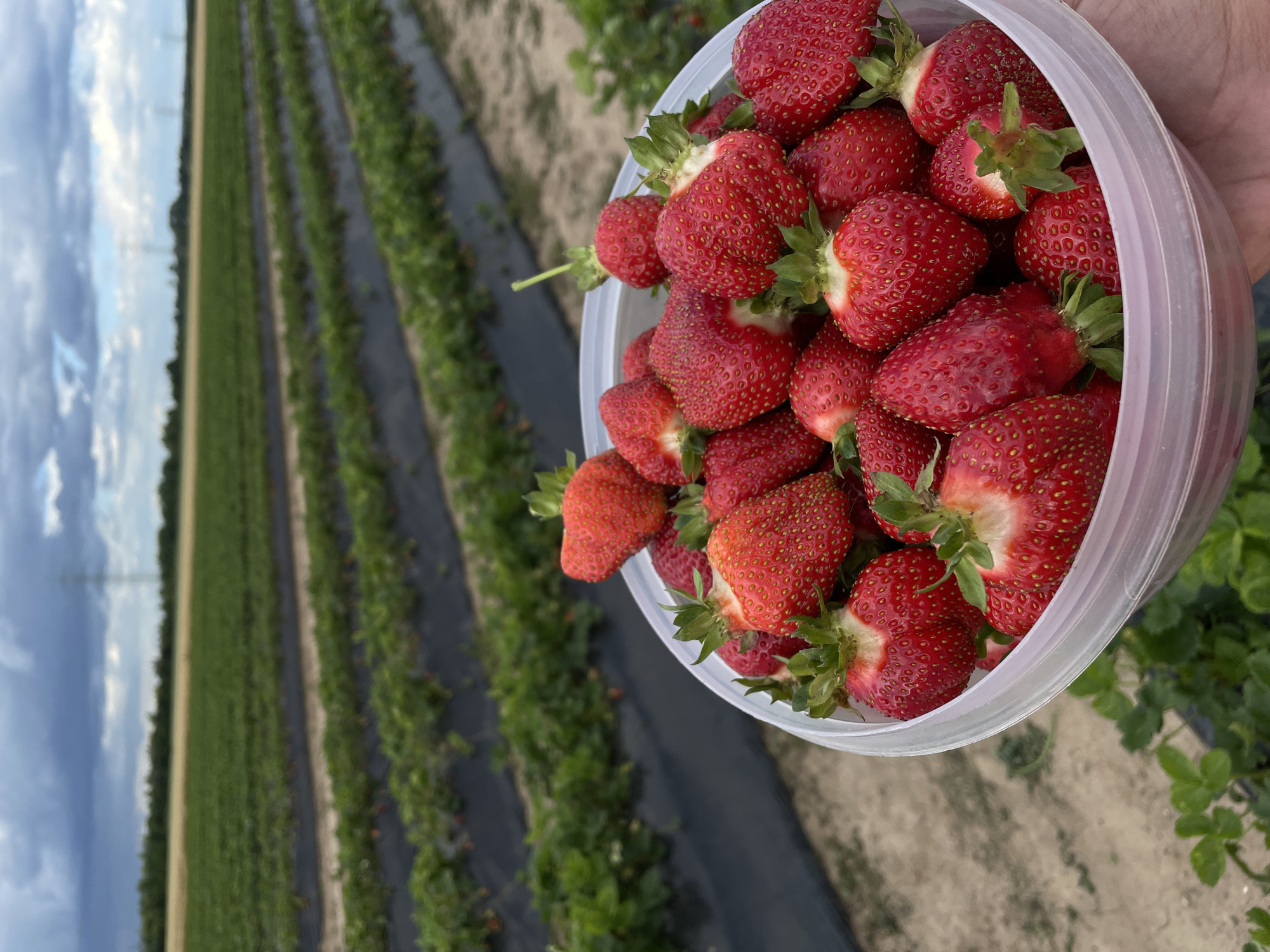 Summer fruit harvest documented across multiple agricultural locations