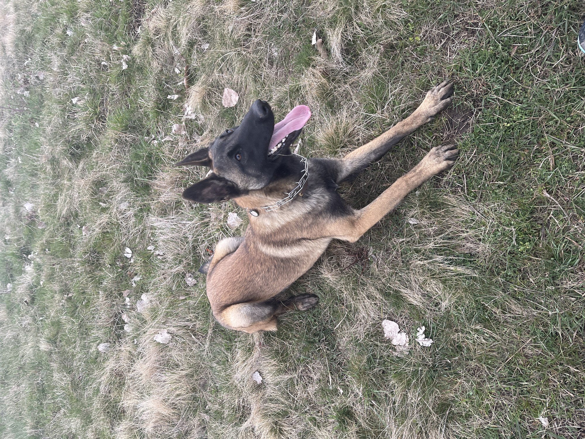 Dog plays with toy in Bulgarian field