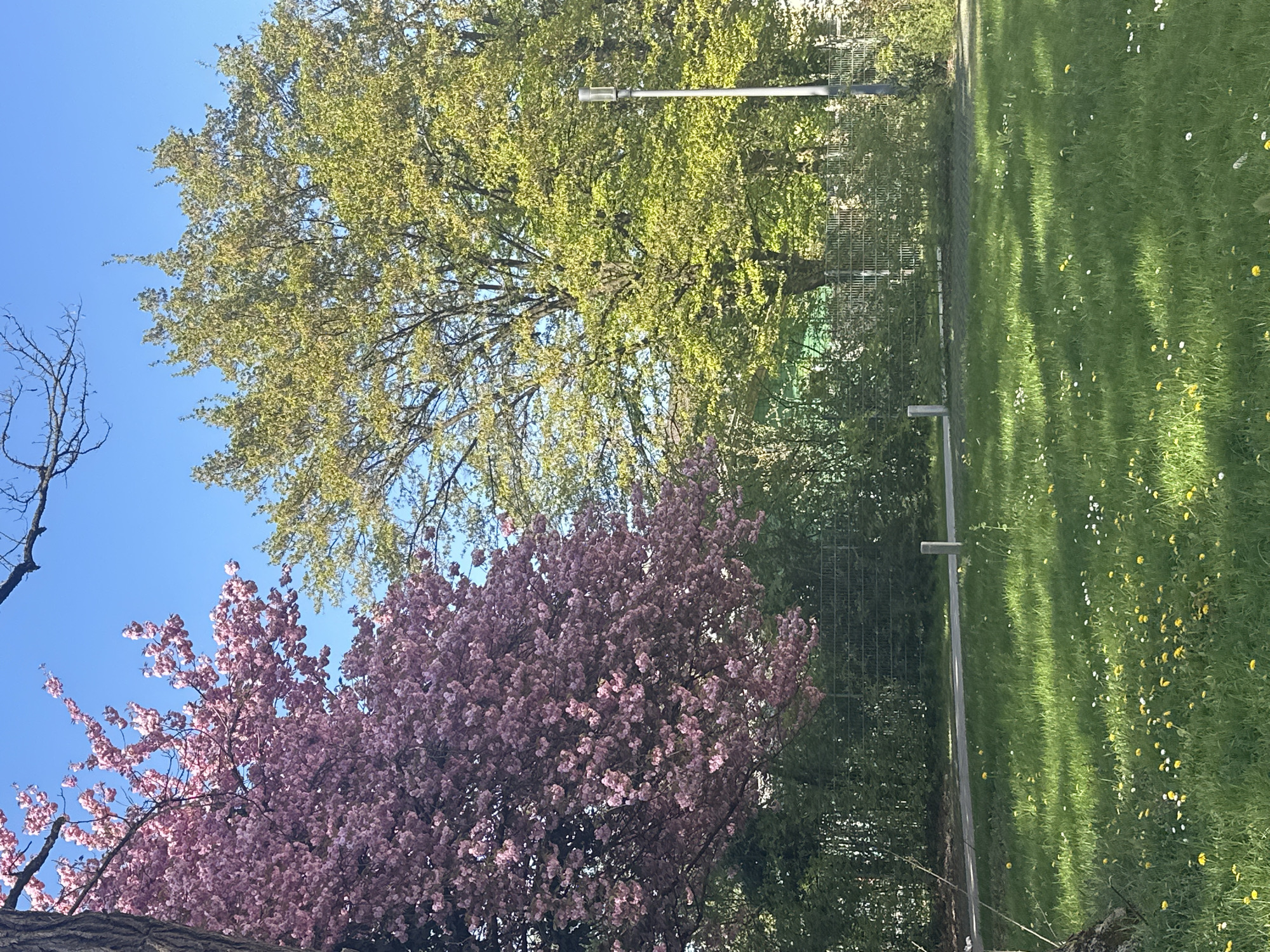 Spring blooms peak in Munich park scenes