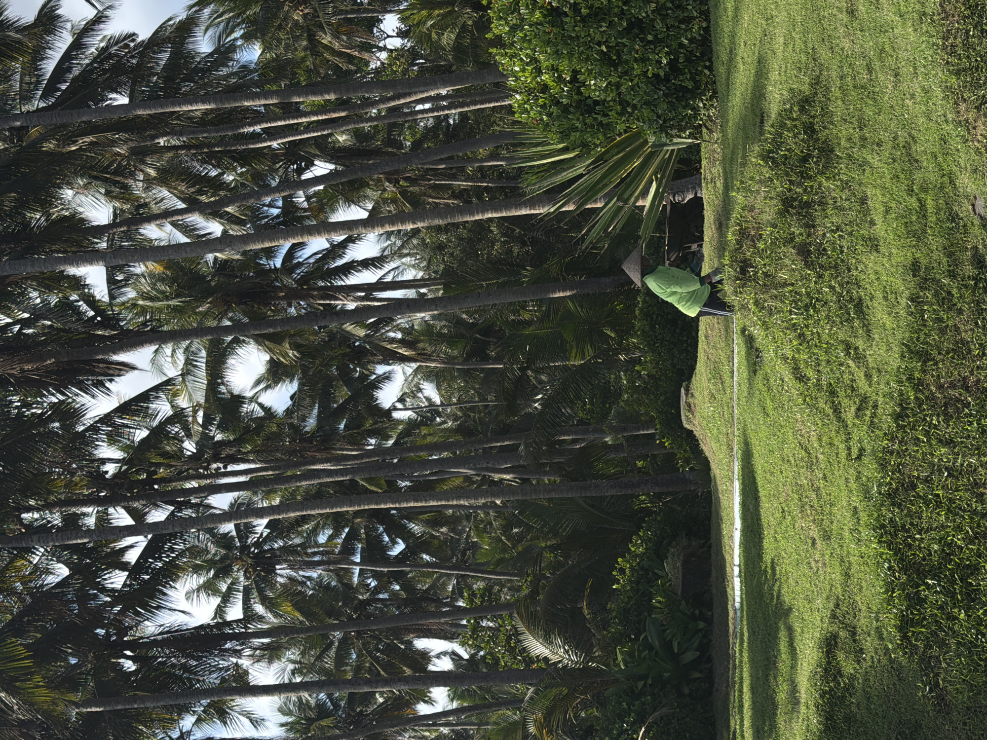 Morning scenes captured in Kerambitan's tropical beach landscape