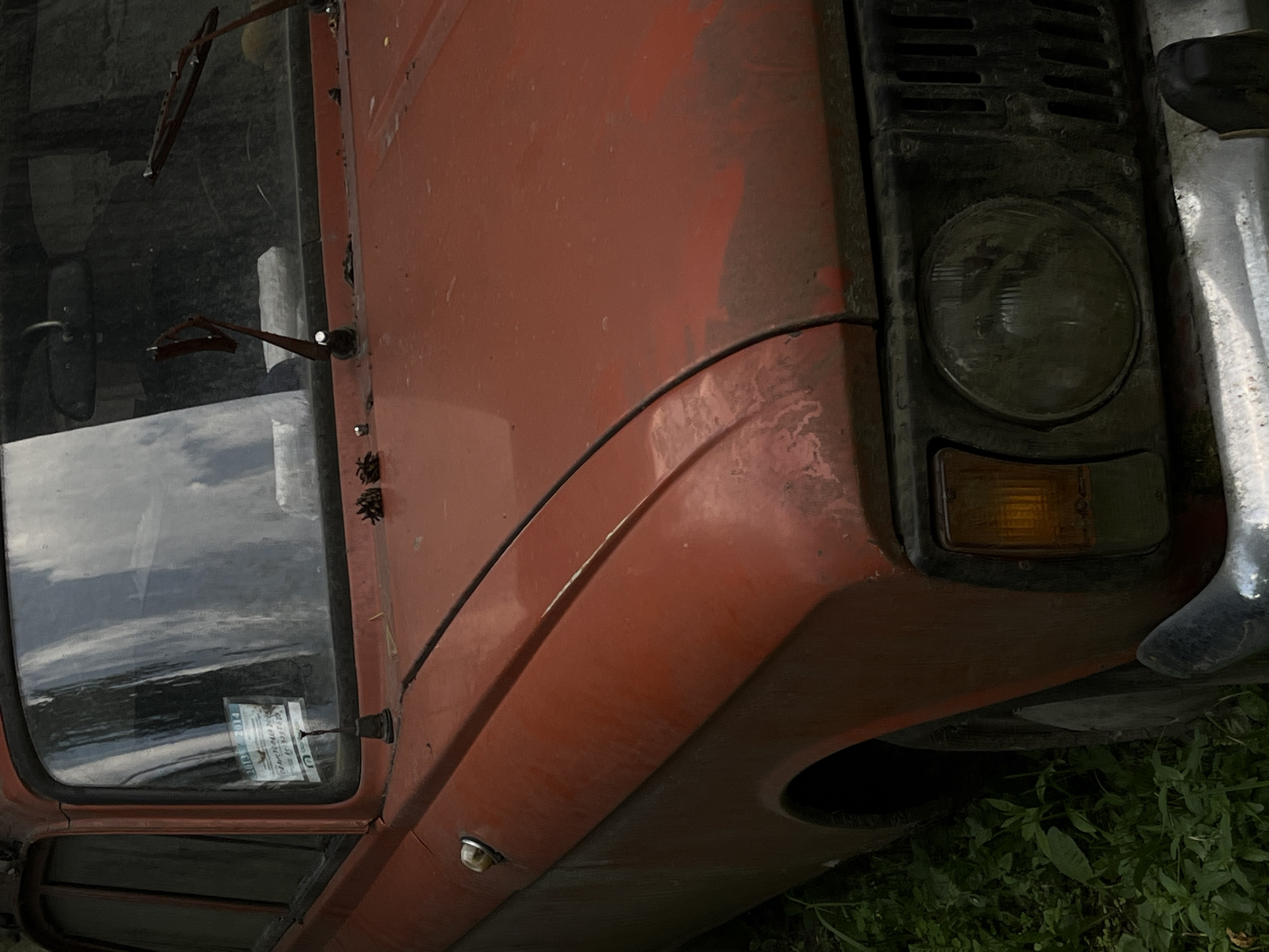 Lviv backyard: a dog, garden plants, and old vehicles