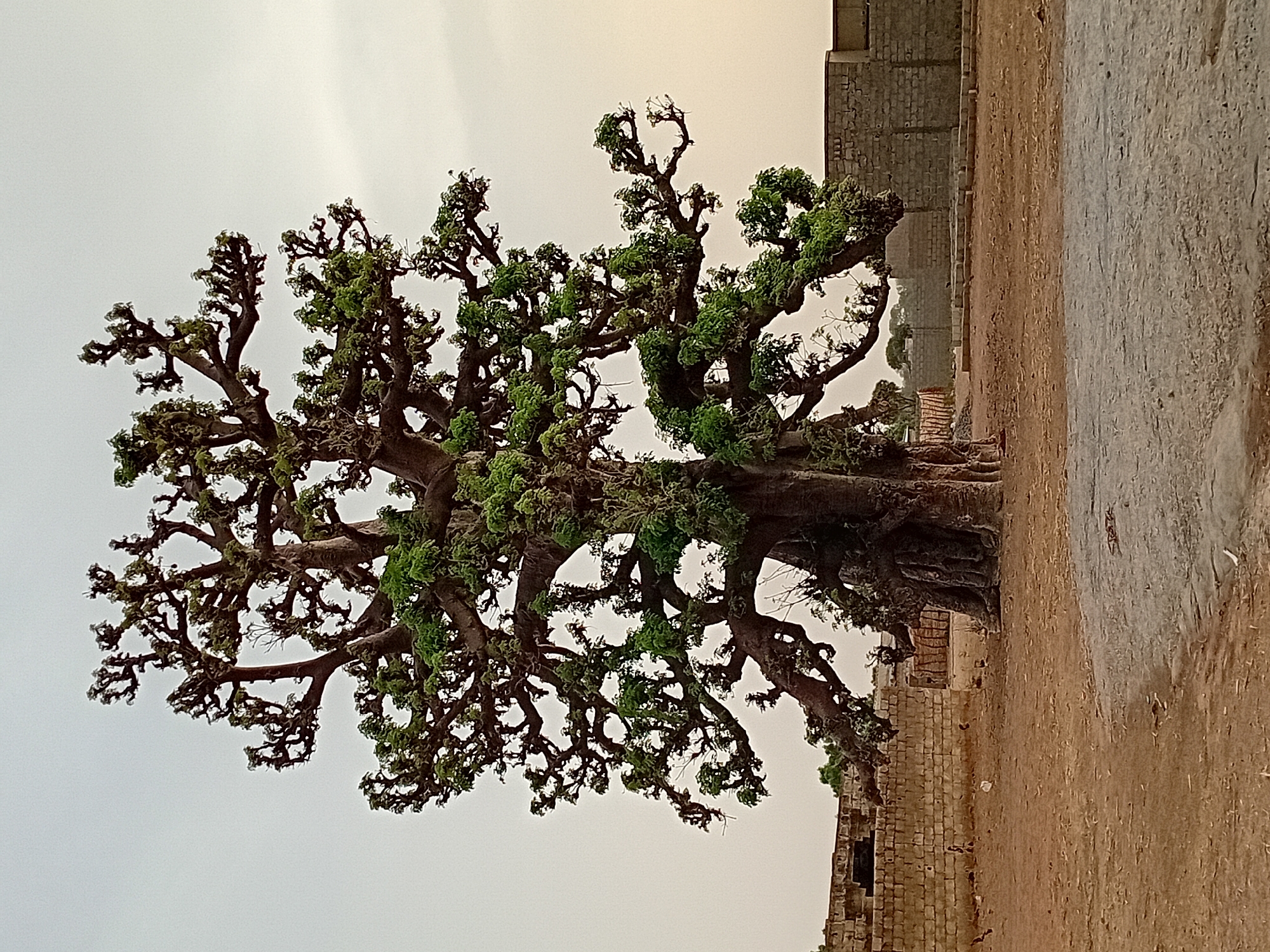 Tree and sunset scenes documented at same location