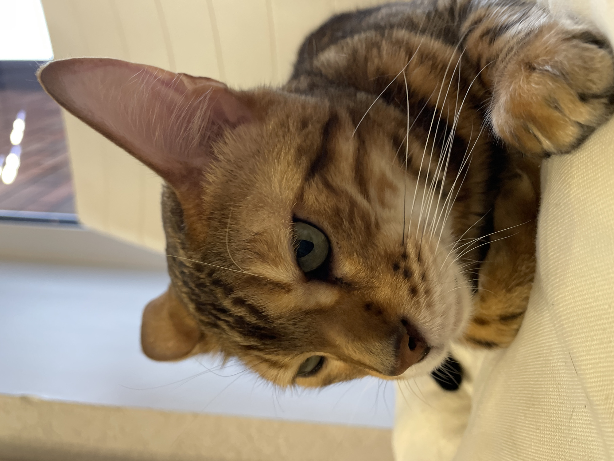Bengal cat photographed resting indoors in Izhevsk, Russia