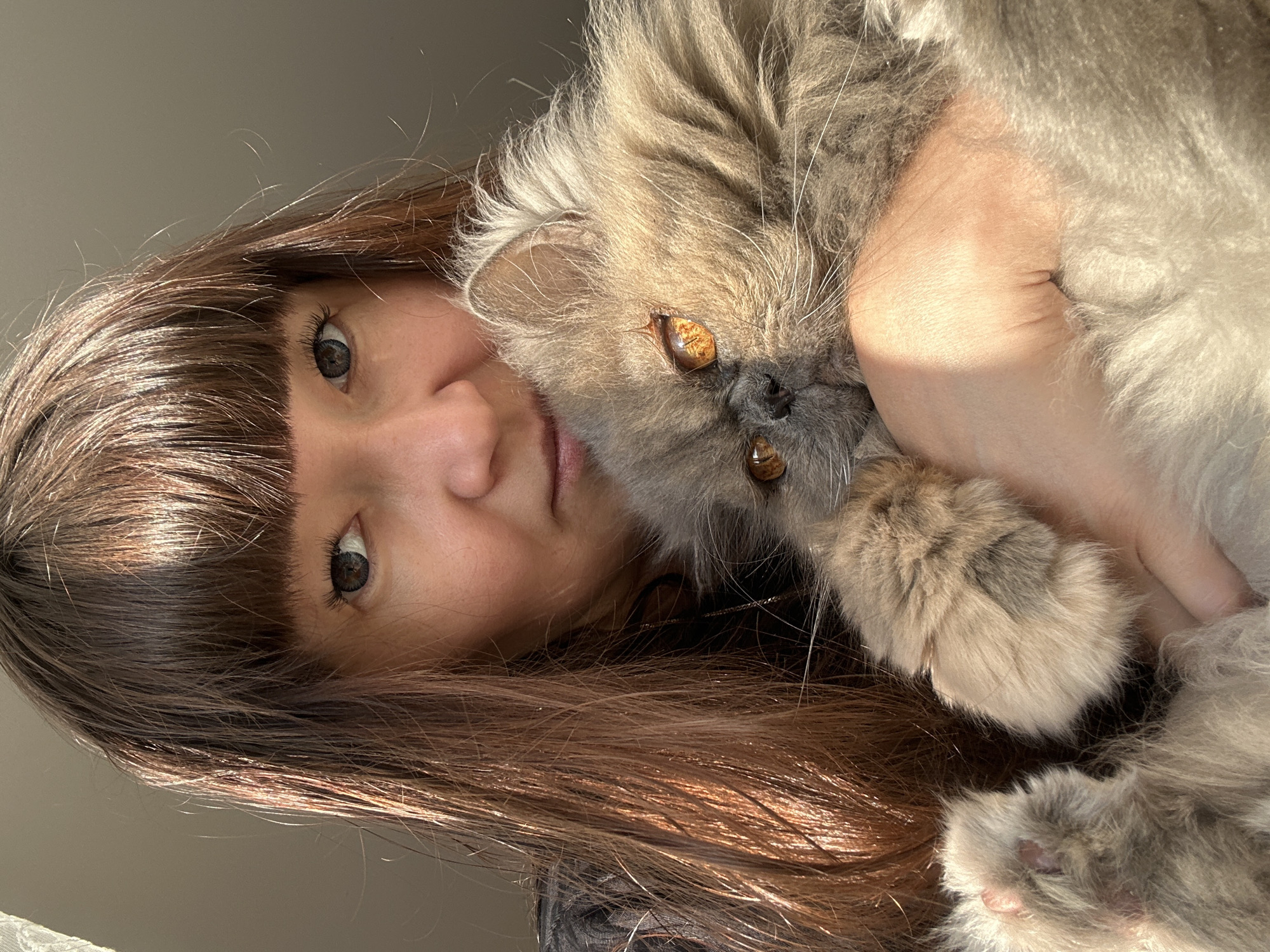 Cozy afternoon with a gray Persian cat in Chaikovsky